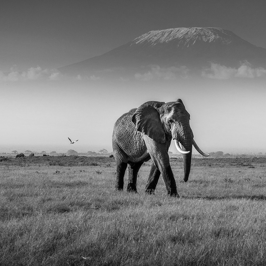 Safari In April