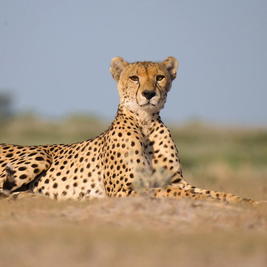 Safari In June