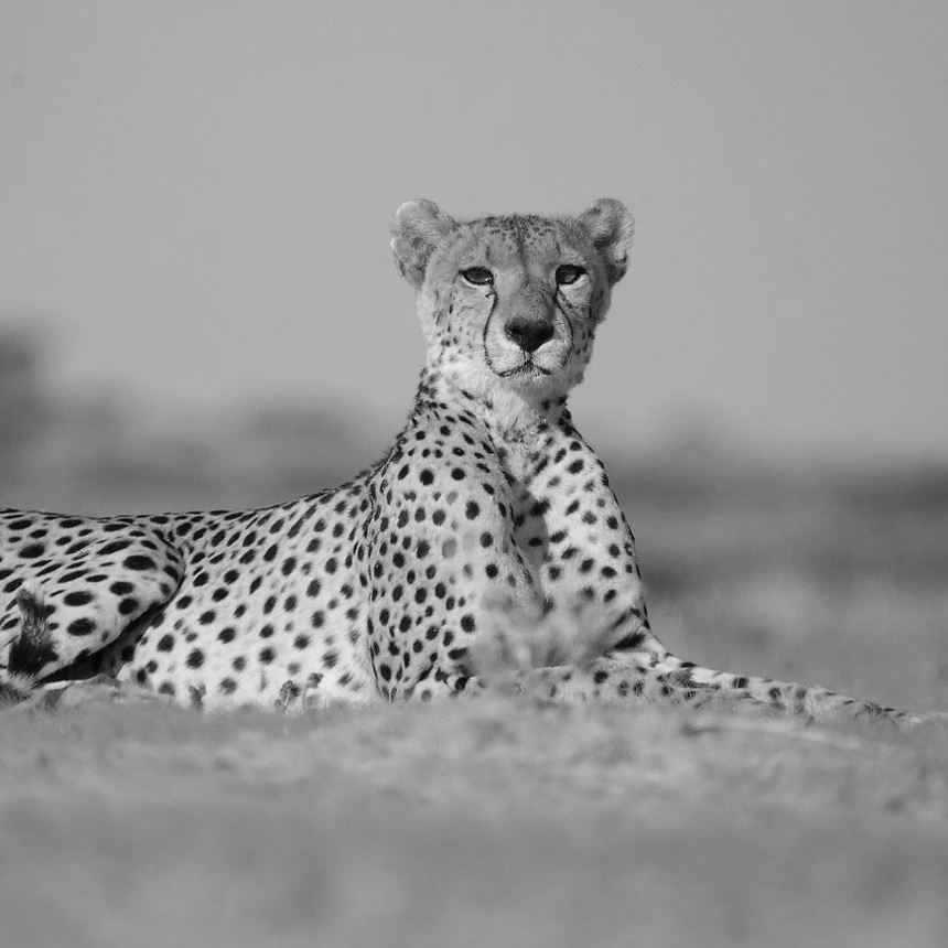 Safari In June