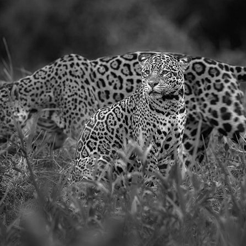 Safari In March