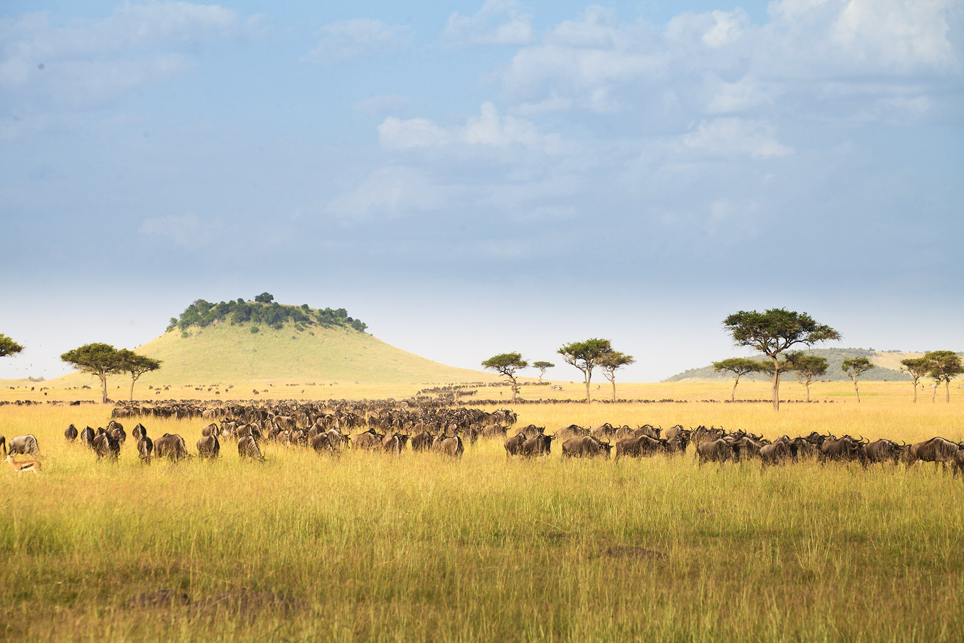The best ways to experience the Serengeti migration