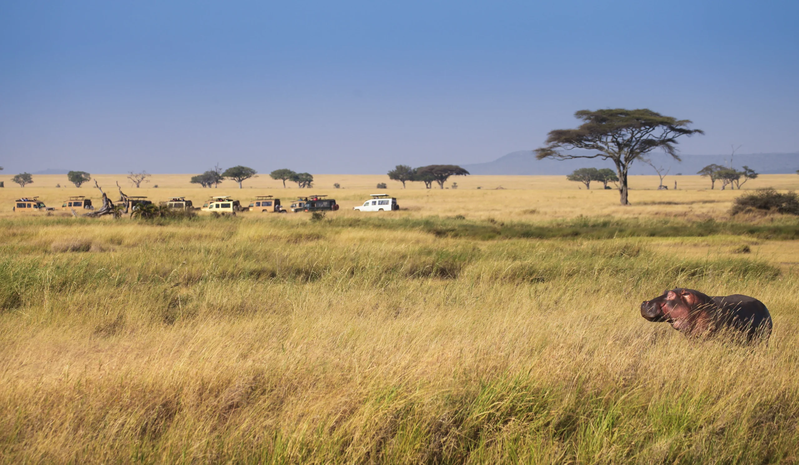 The best ways to avoid traffic in Serengeti