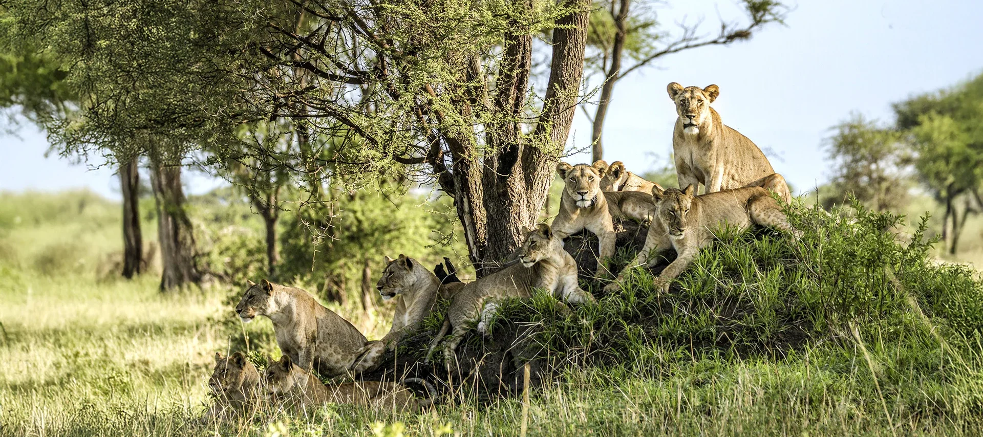 contains over a hundred locations for high quality savanna safari 