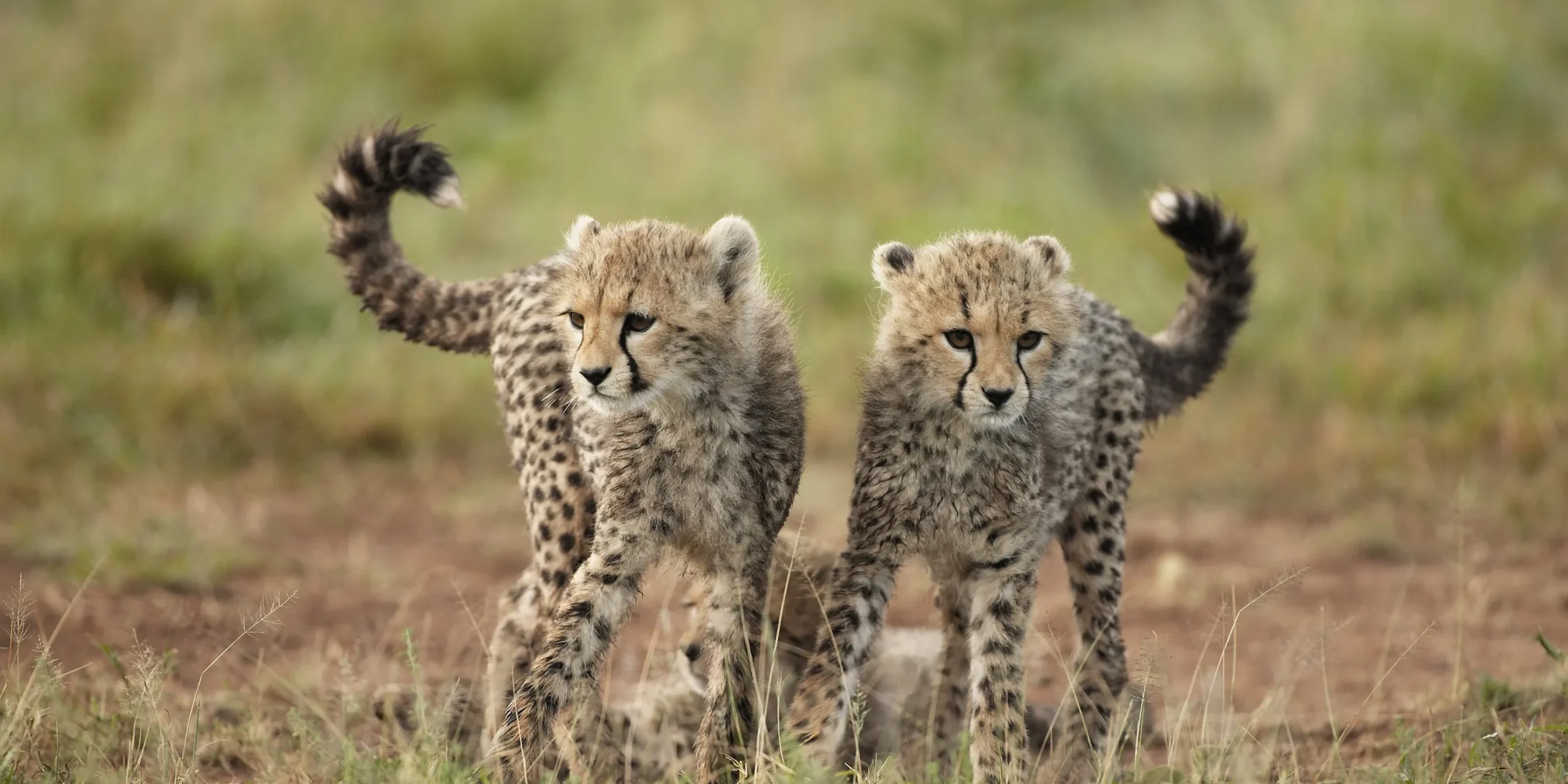 let us know your thoughts about Tanzania and we will help you create the perfect trip