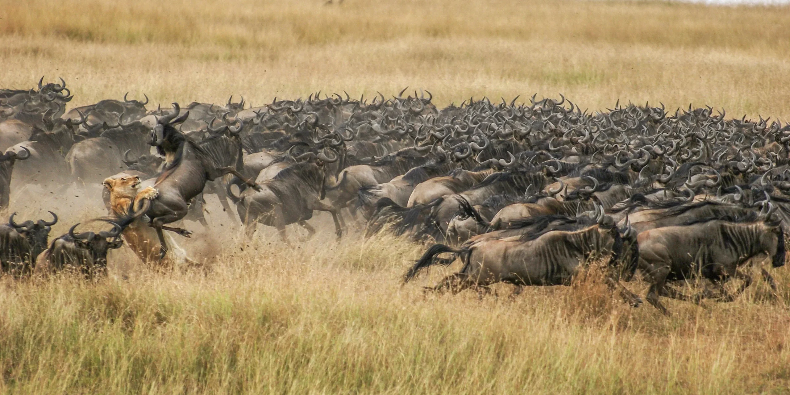 let us know your thoughts about Tanzania and we will help you create the perfect trip
