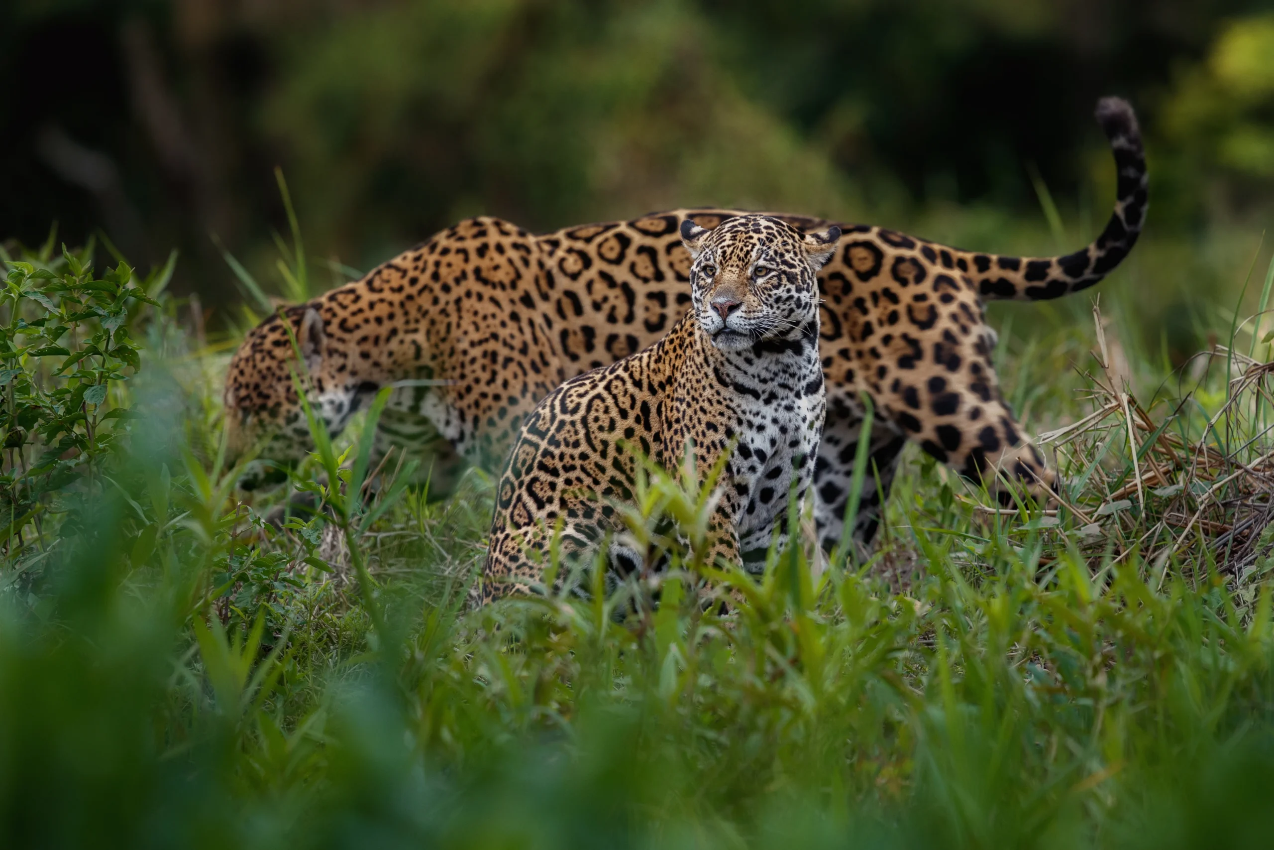 Safari in March