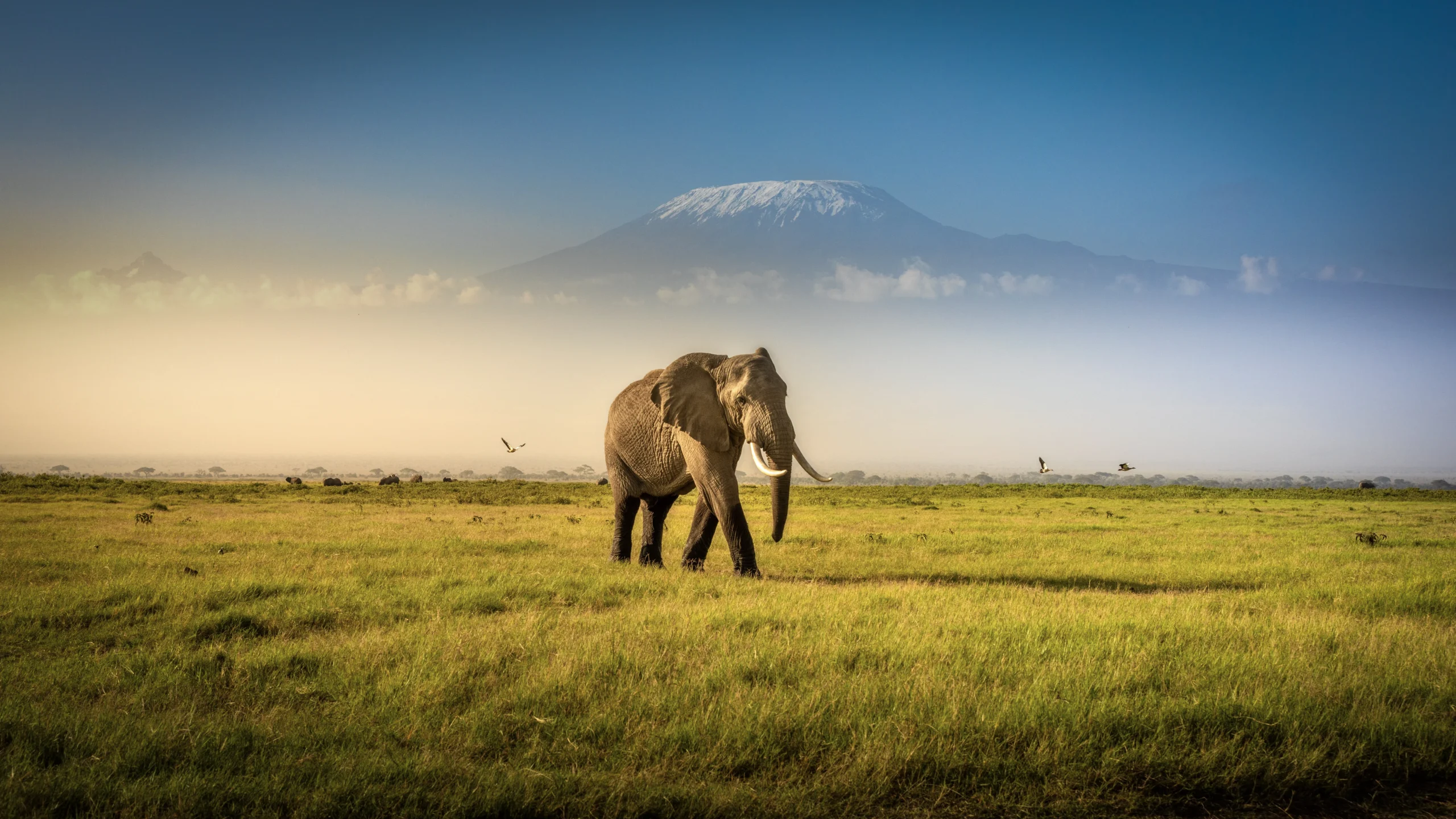 Safari in April