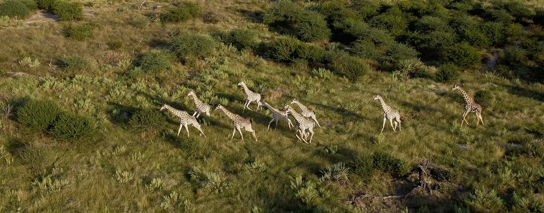 safari is the primary driver of conservation in wilderness areas