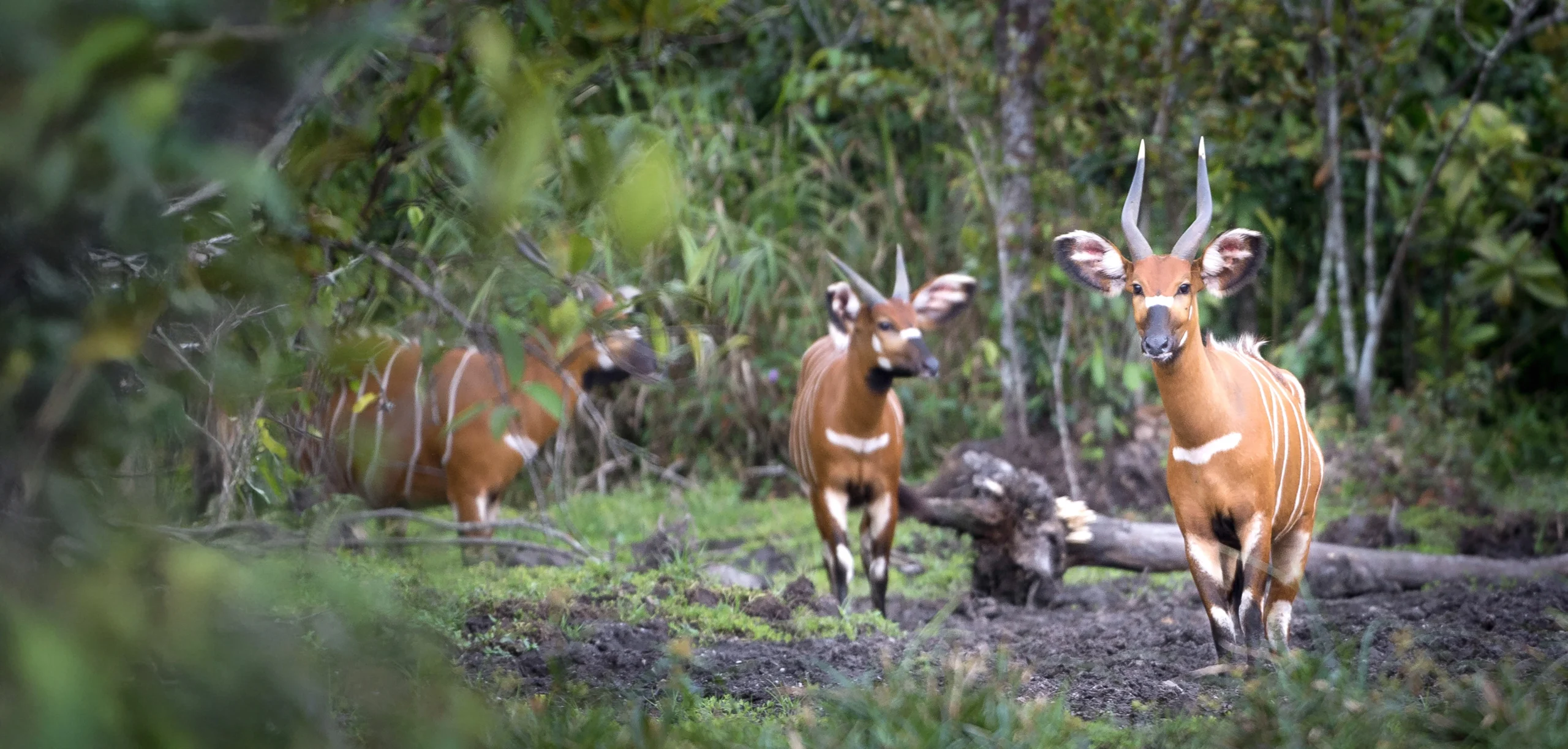 let us know your thoughts about Africa and we will make sure to deliver the perfect trip 