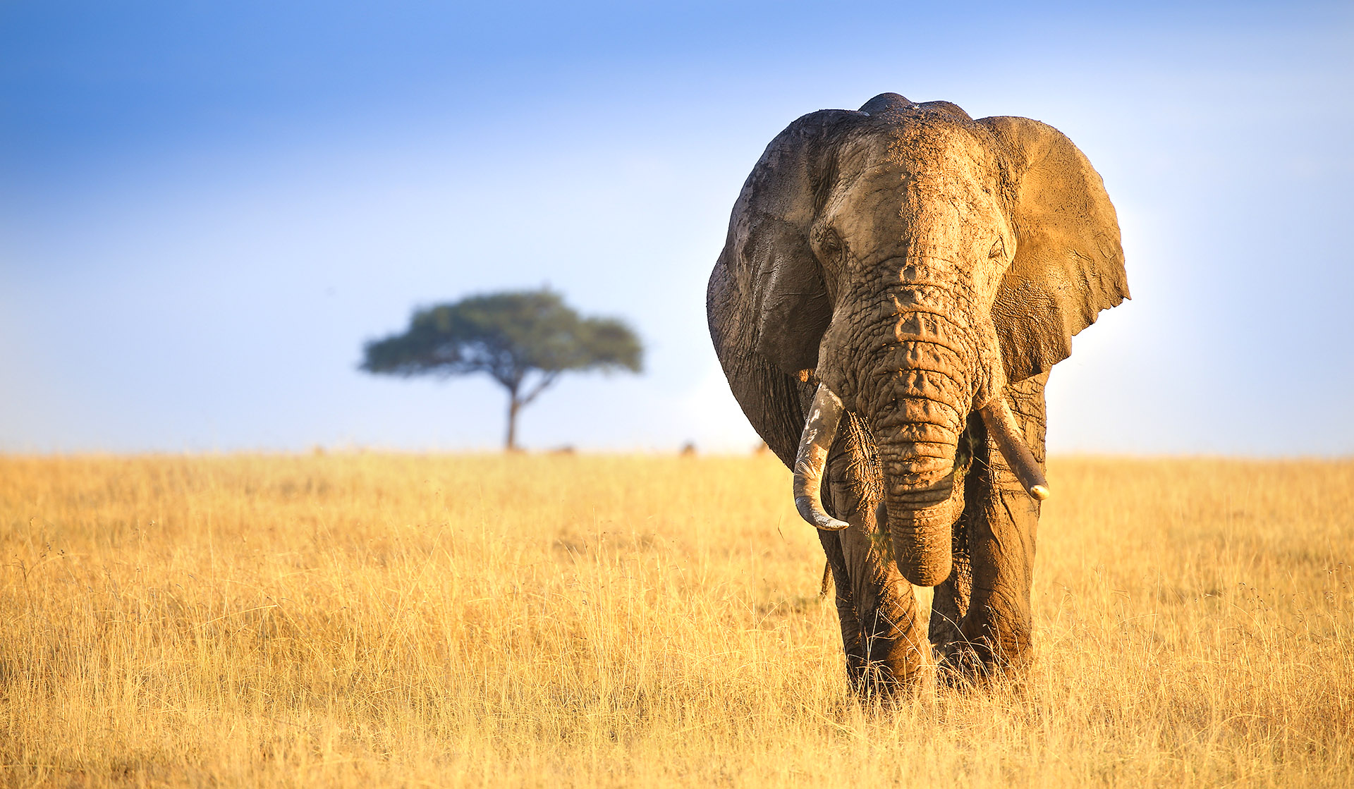 When to go on safari in the Maasai Mara