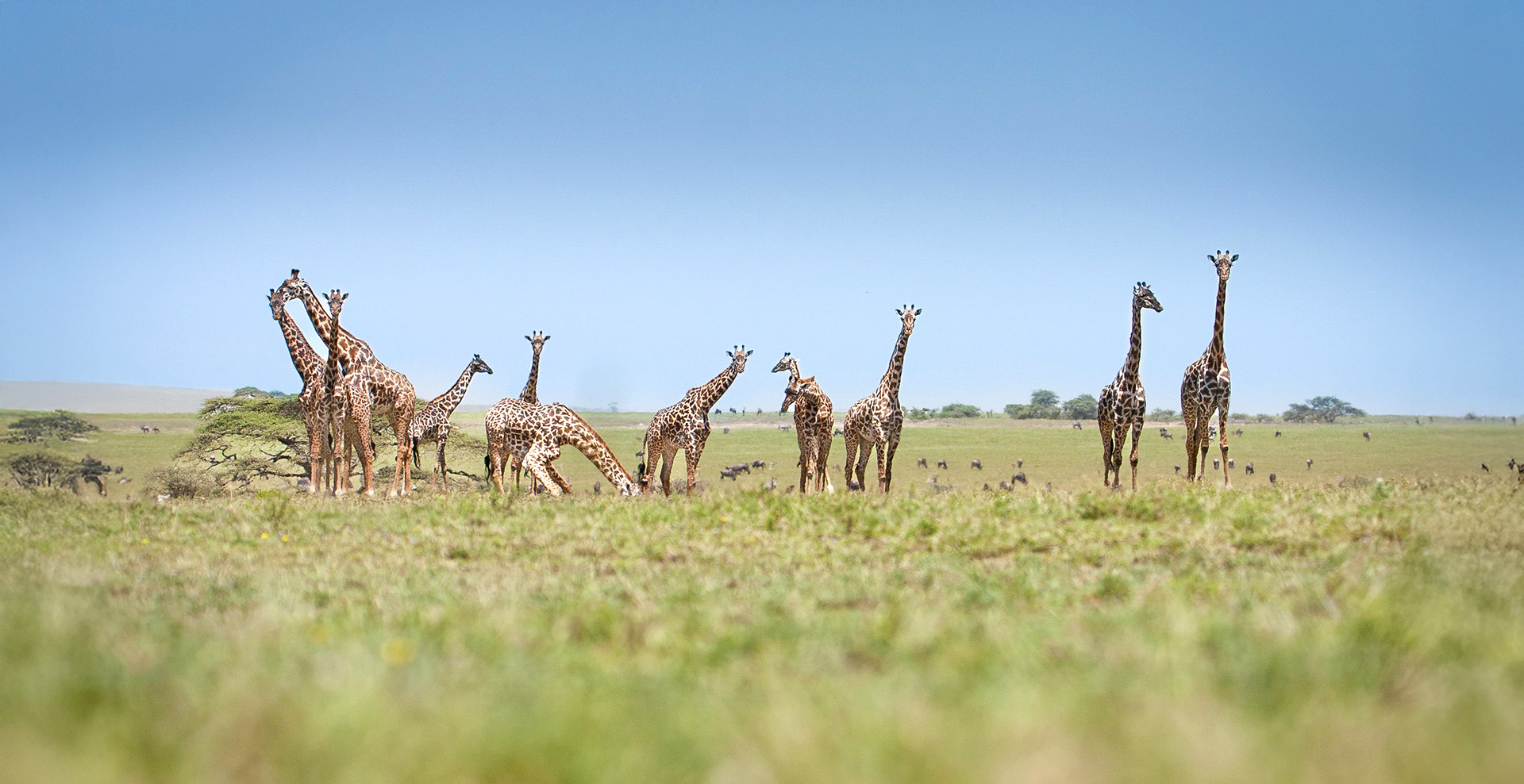 Safari in August