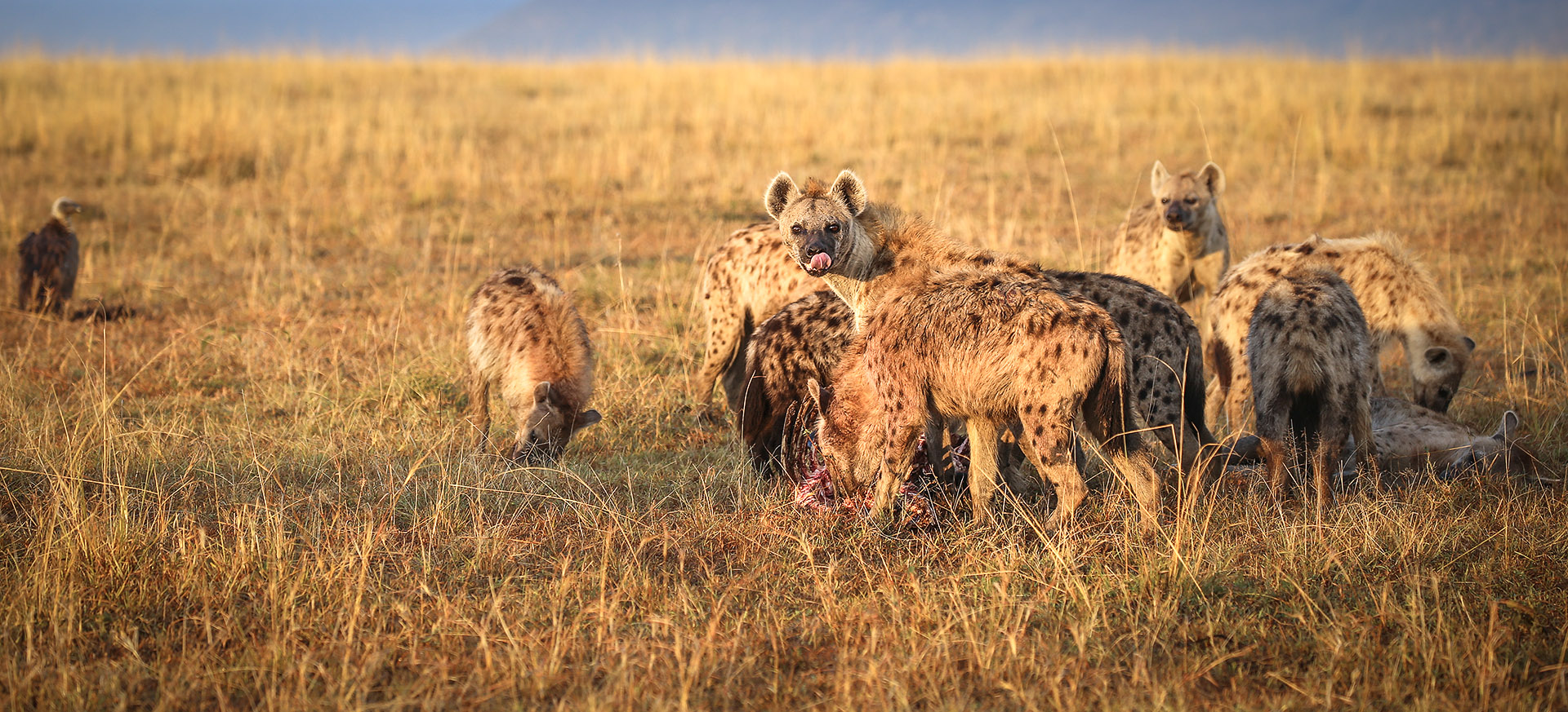 let us know your thoughts about Kenya and we will make sure to deliver the perfect trip