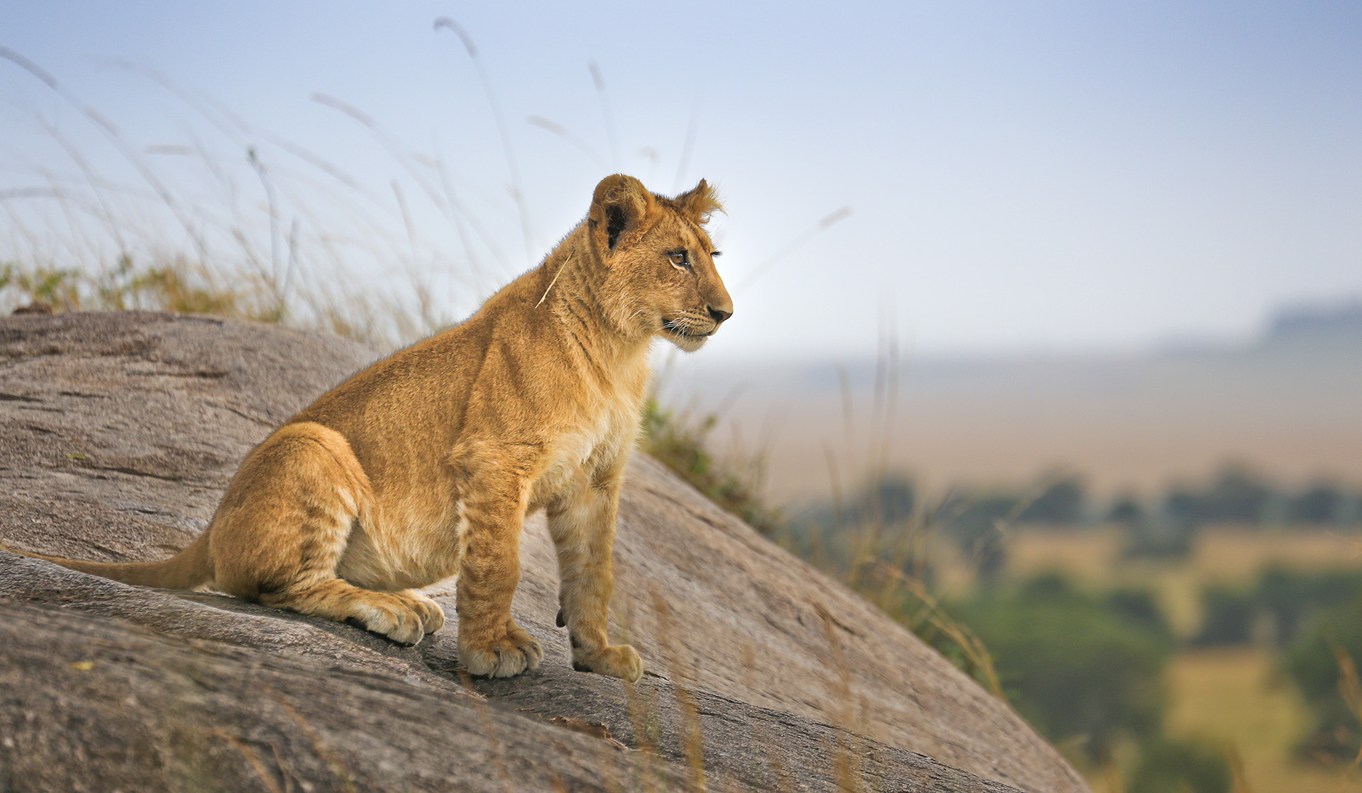 Safari in June