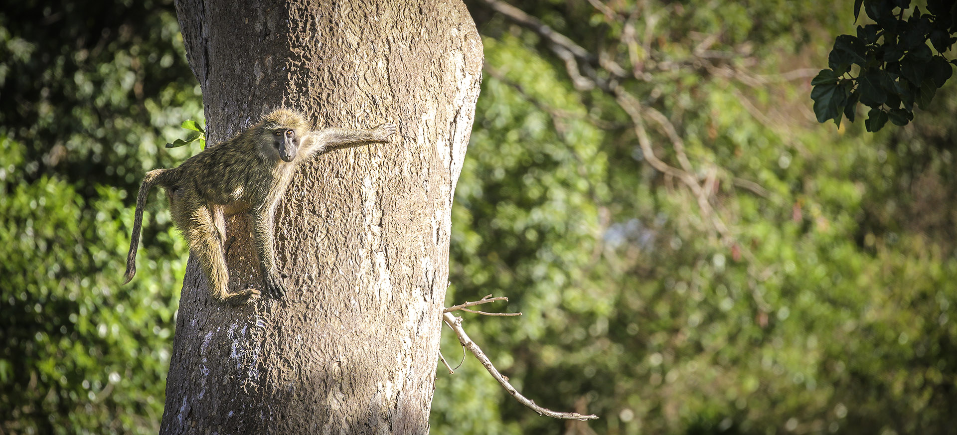 let us know your thoughts about Kenya and we will help you create the perfect trip