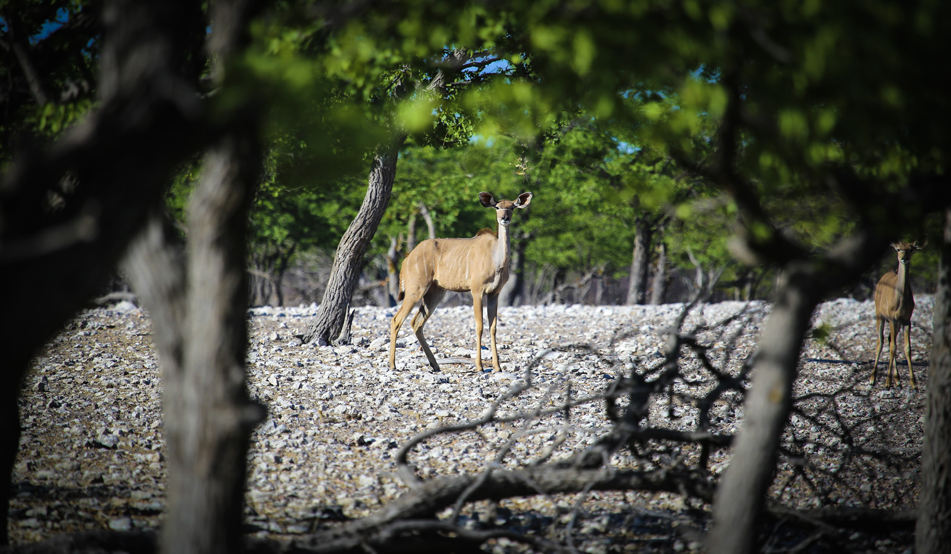 is an unusual season for safari, but with some really smart options 