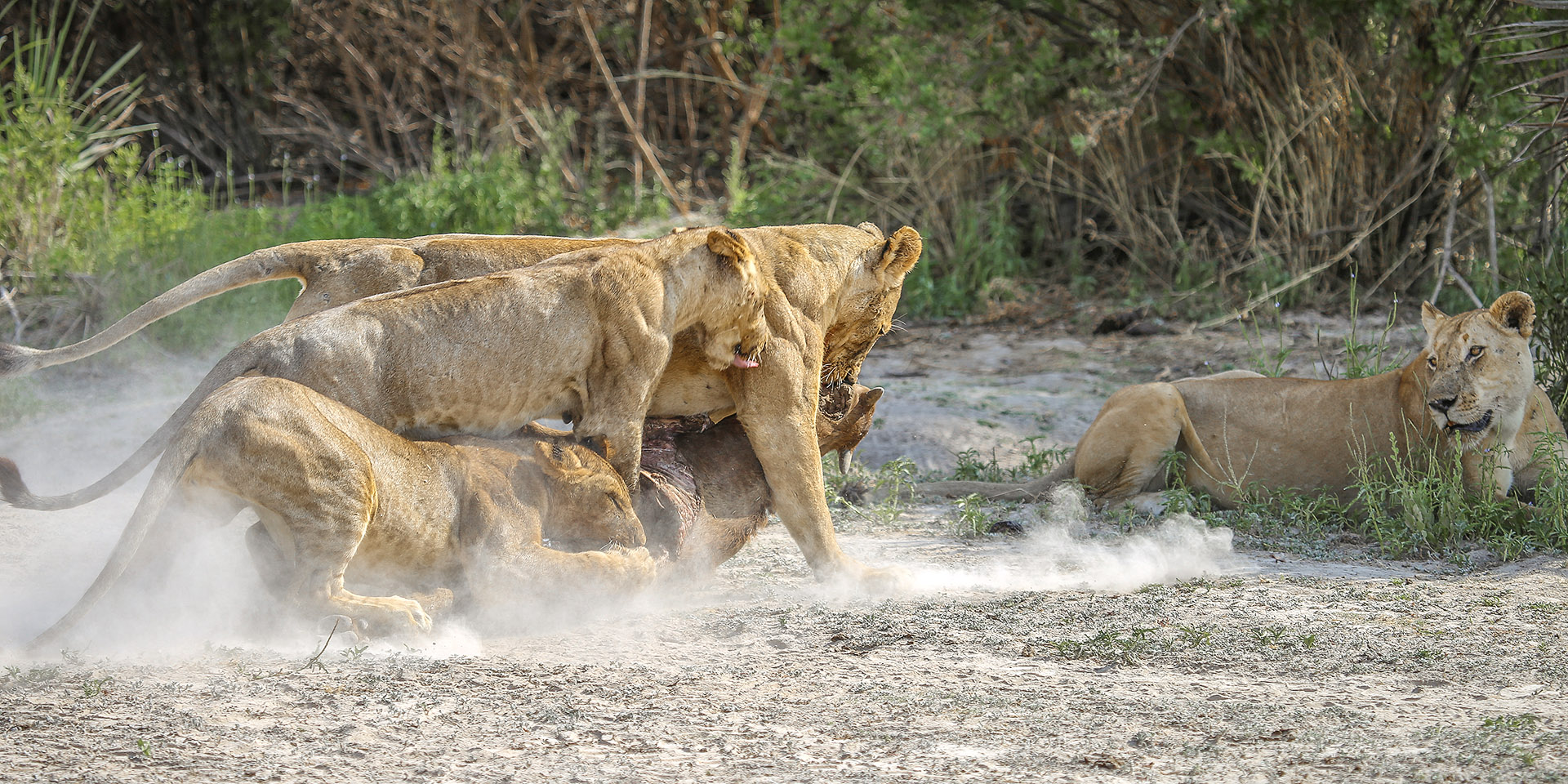 let us know your thoughts about Tanzania and we will help you create the perfect trip