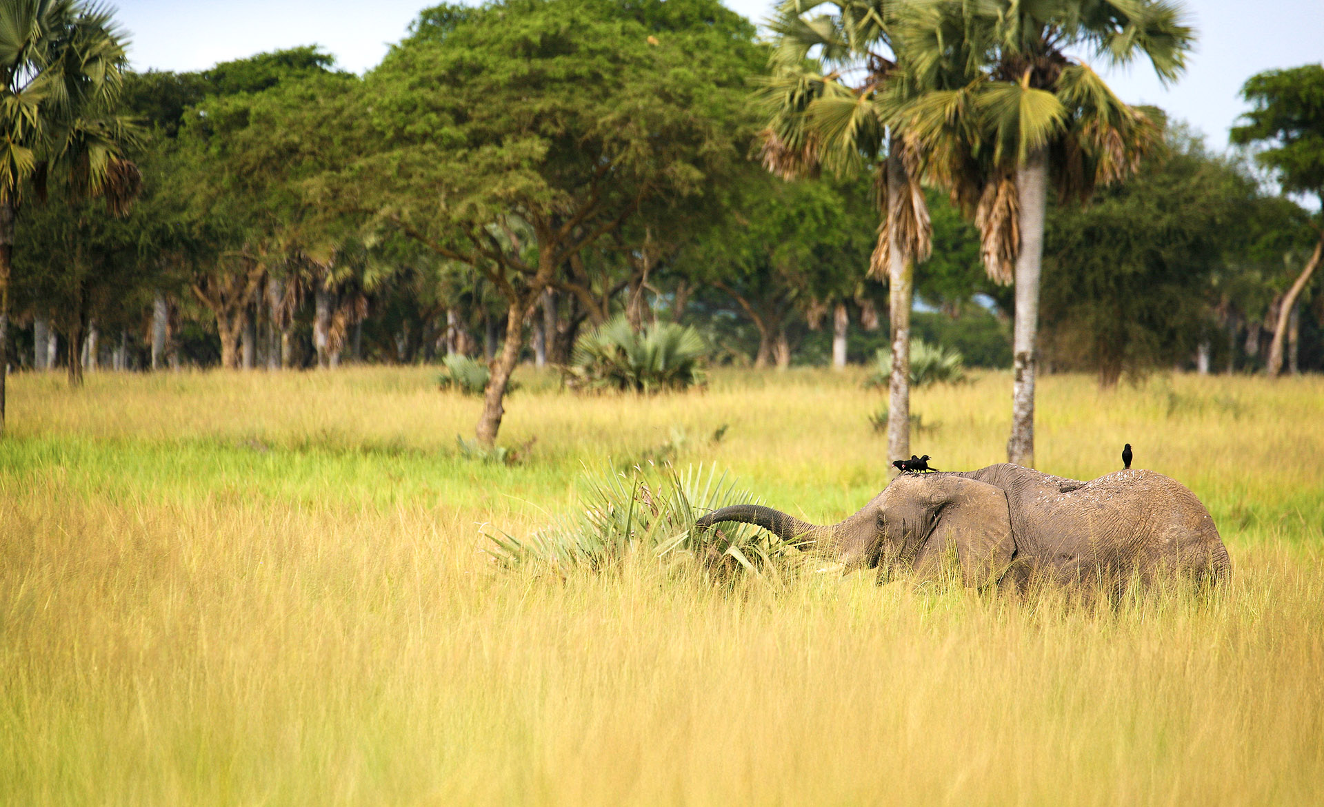 Conservation and activities at Murchison Falls