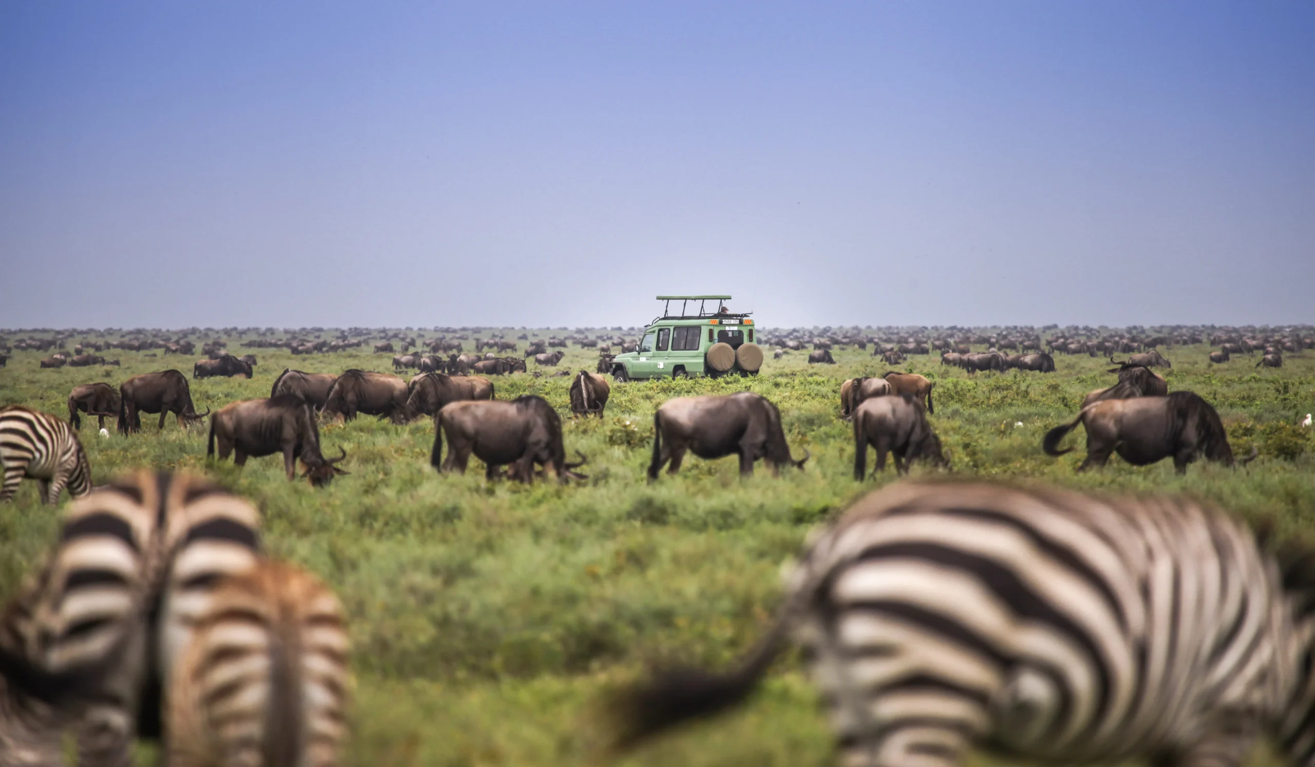 The best locations for safari in Africa in February