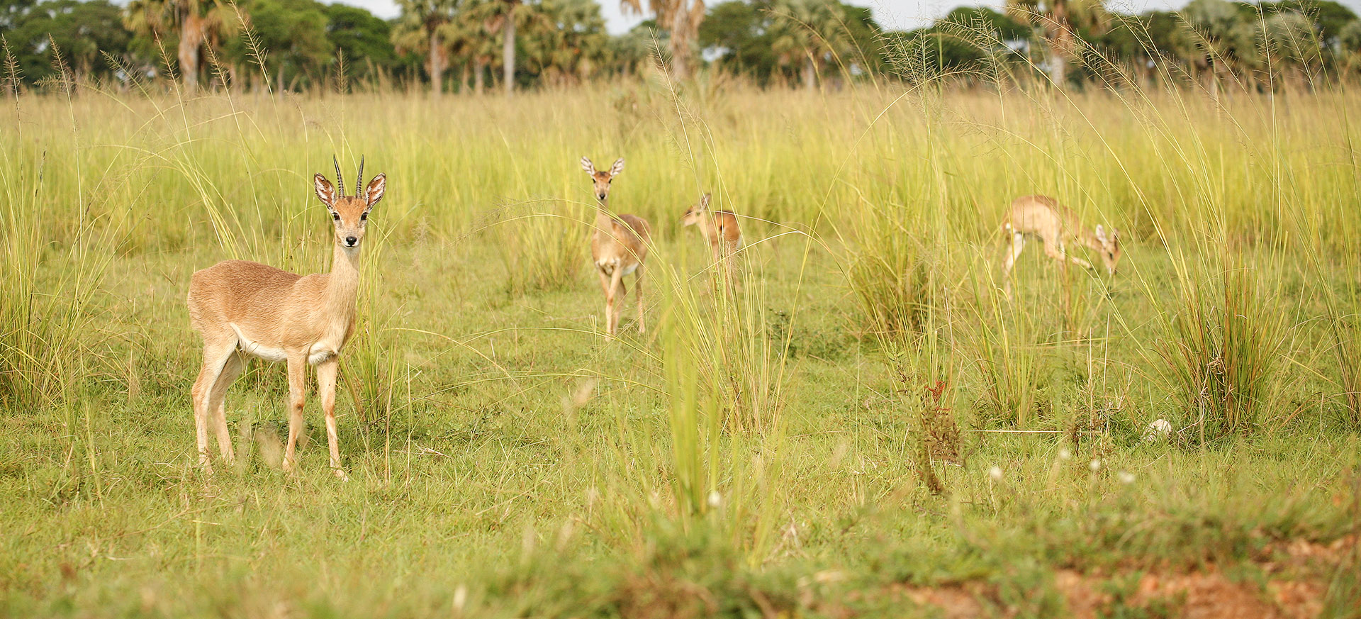 let us know your thoughts about Uganda and we will help you create the perfect trip
