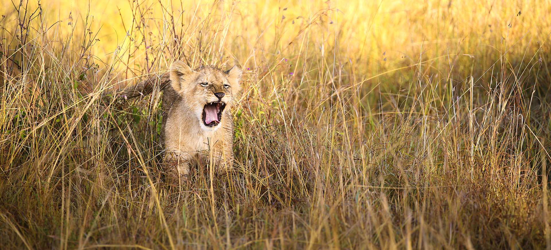 is one of several private areas set up to protect the Maasai Mara