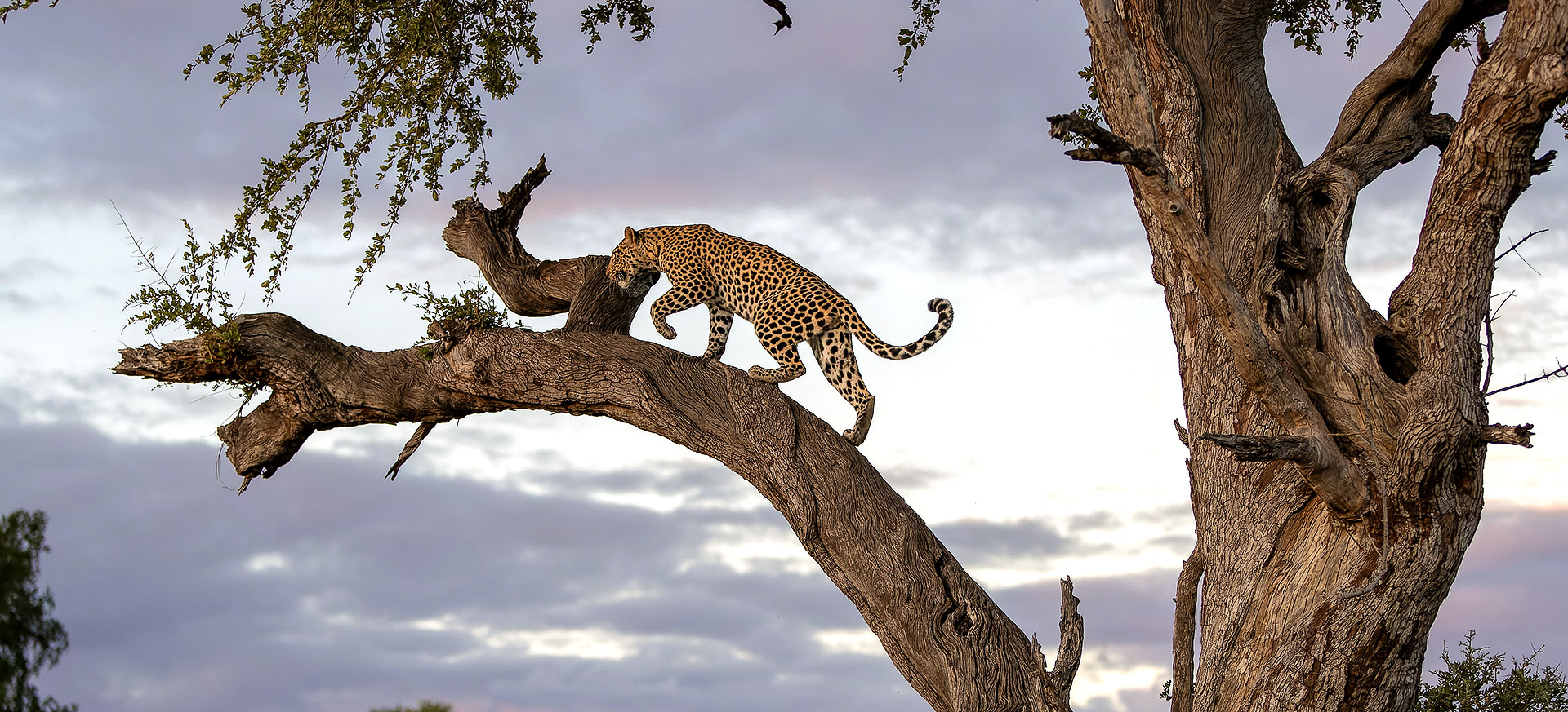 let us know your thoughts about Botswana and we will help you create the perfect trip