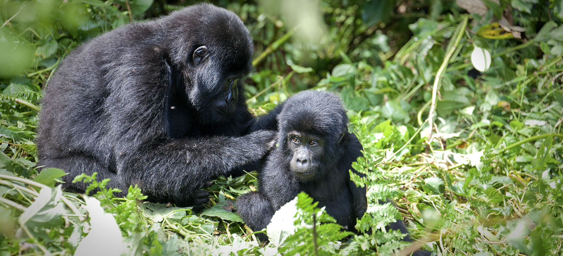 contains discrete areas for primates and savanna safari