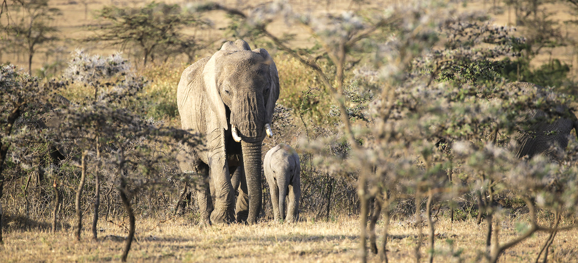 is one of several private areas set up to protect the Maasai Mara