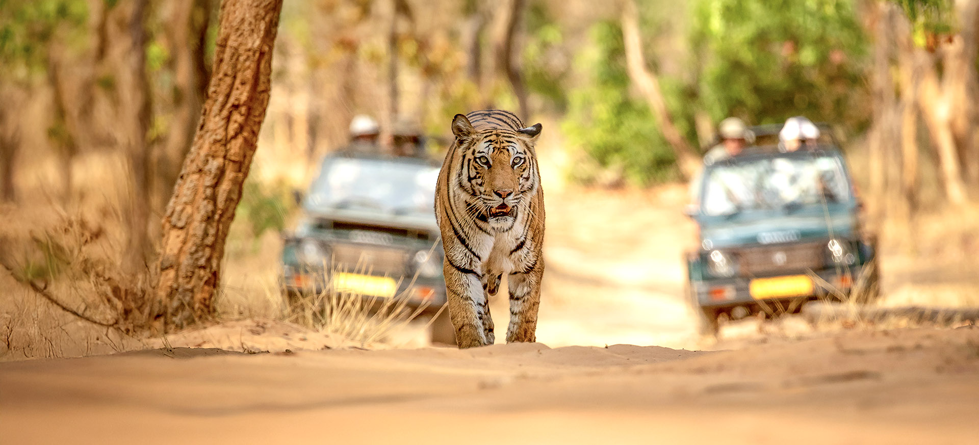is an extremely diverse continent, for wildlife and cultural safari