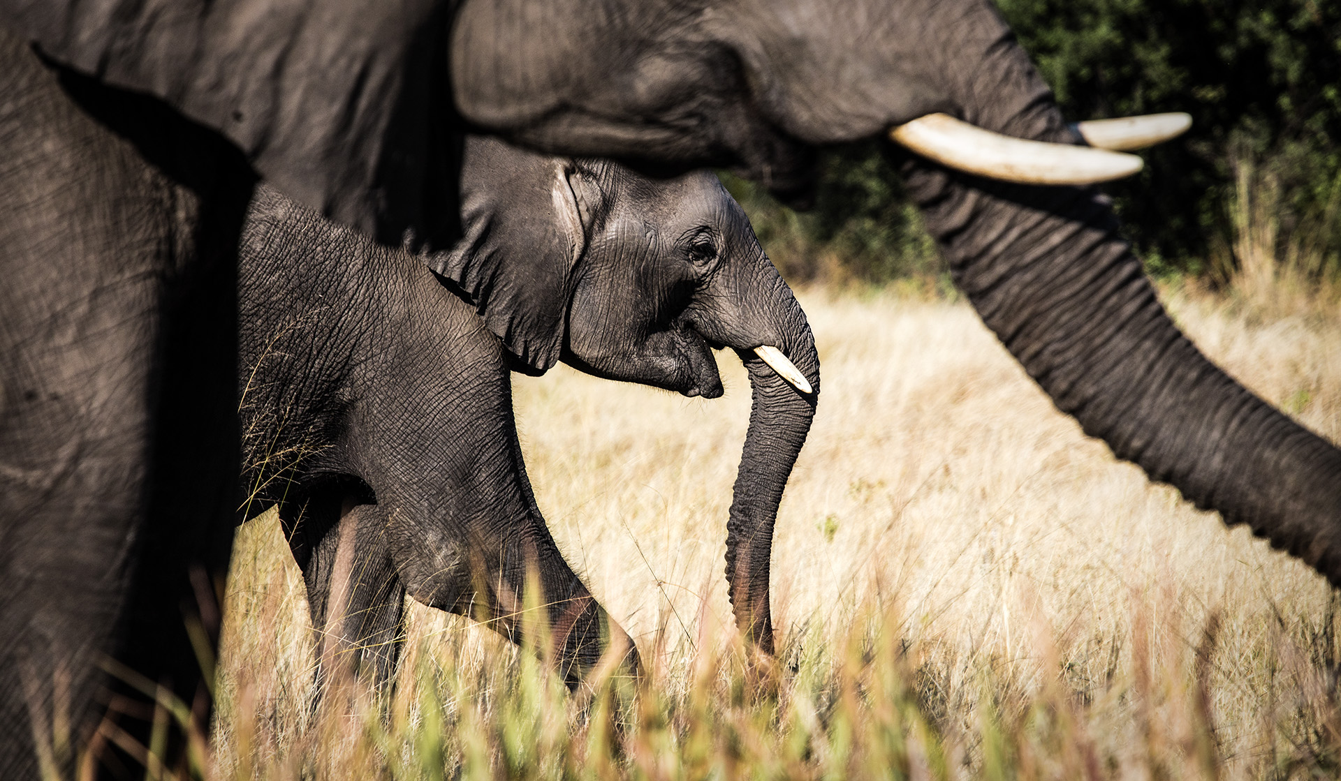 The best locations for safari in Africa in April