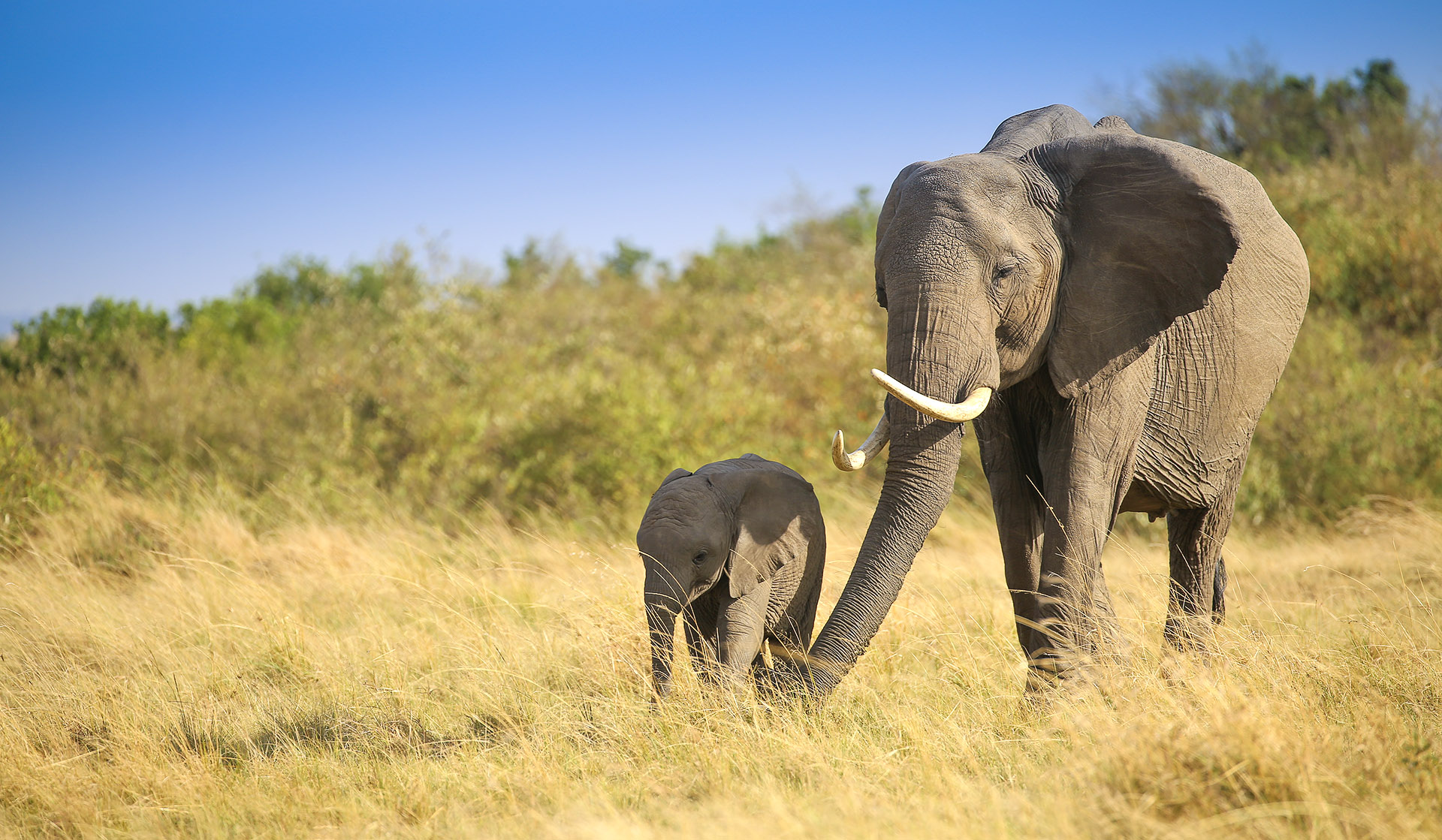 Conservation in the Ol Kinyei Conservancy