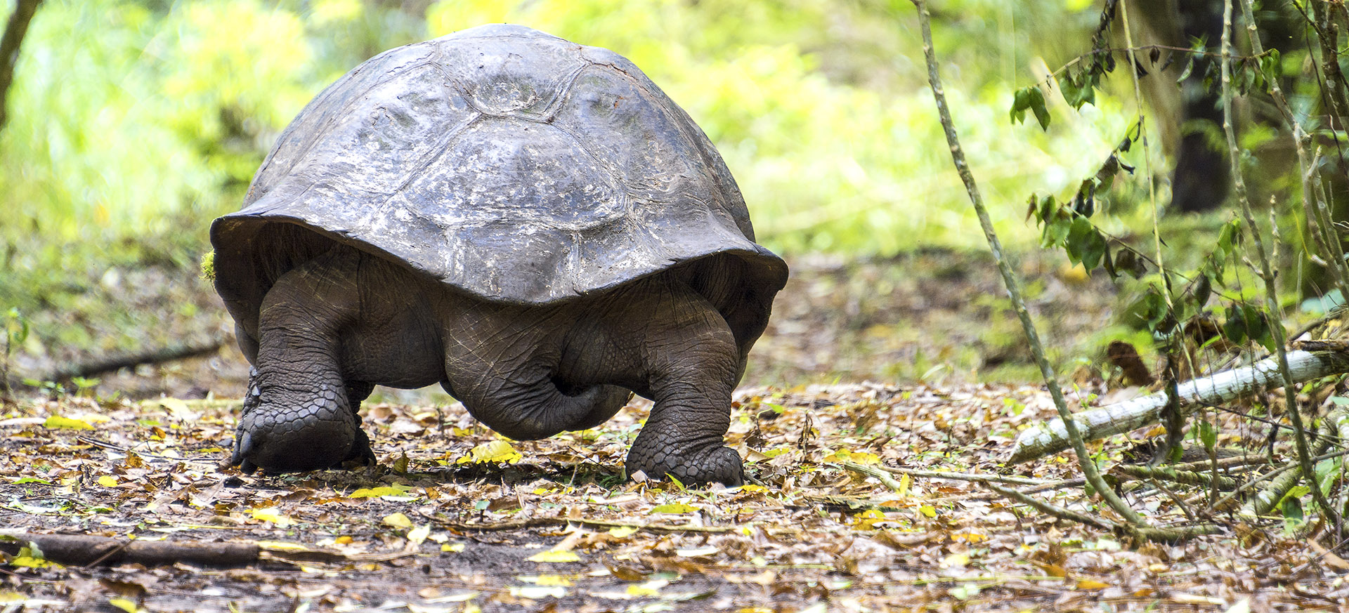 the usual first step is to choose the optimum country for your safari