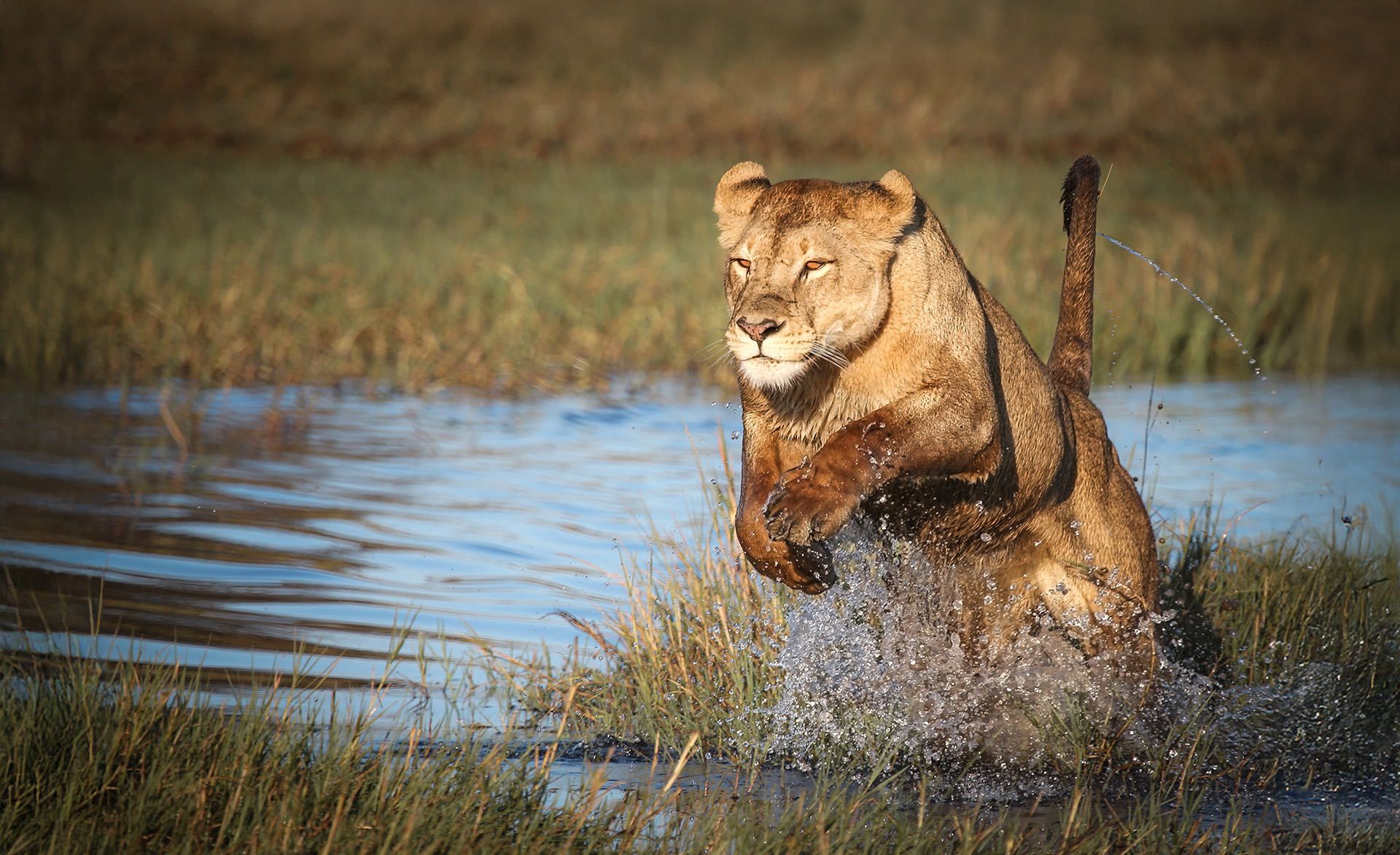 The best locations for safari in Africa in July
