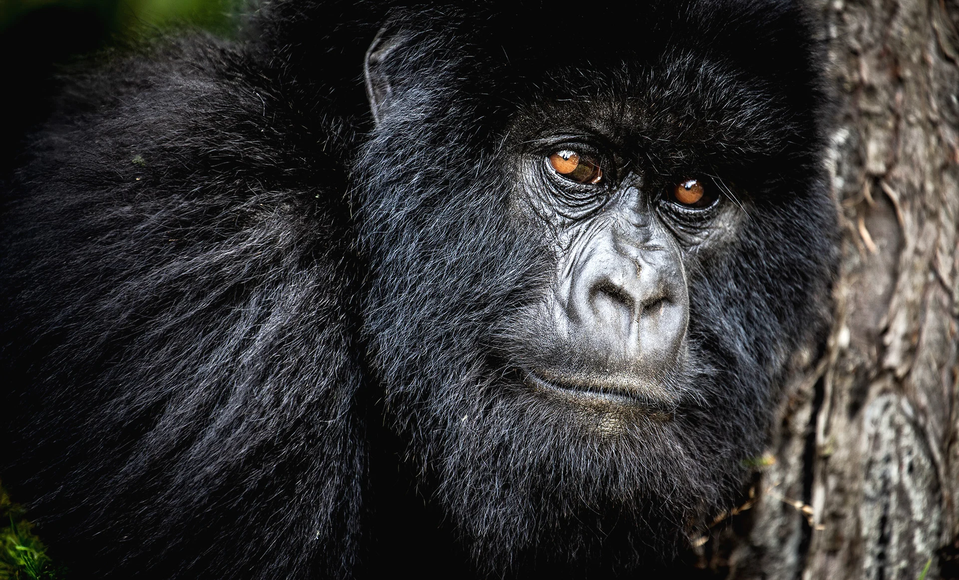 A conservation success