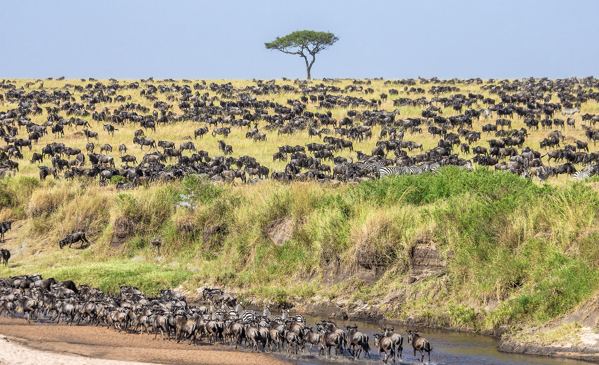The wildebeest migration in the Maasai Mara
