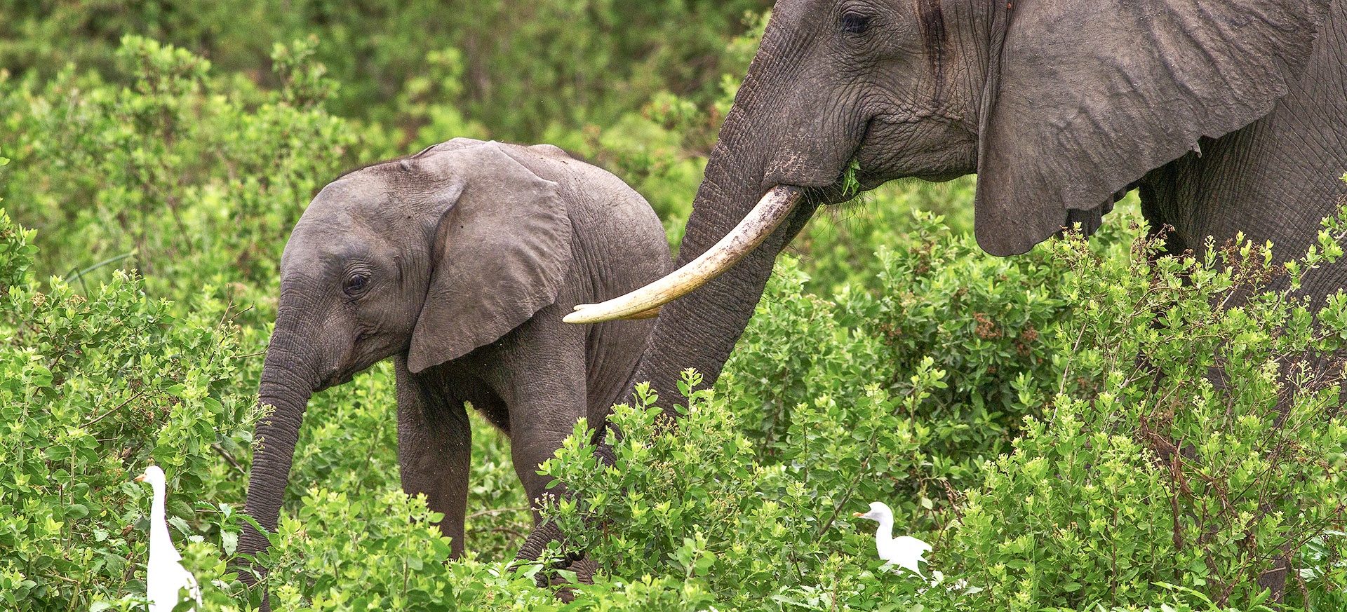 let us know your thoughts about Tanzania and we will help you create the perfect trip