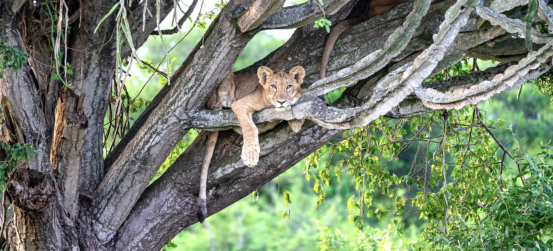 let us know your thoughts about Uganda and we will help you create the perfect trip