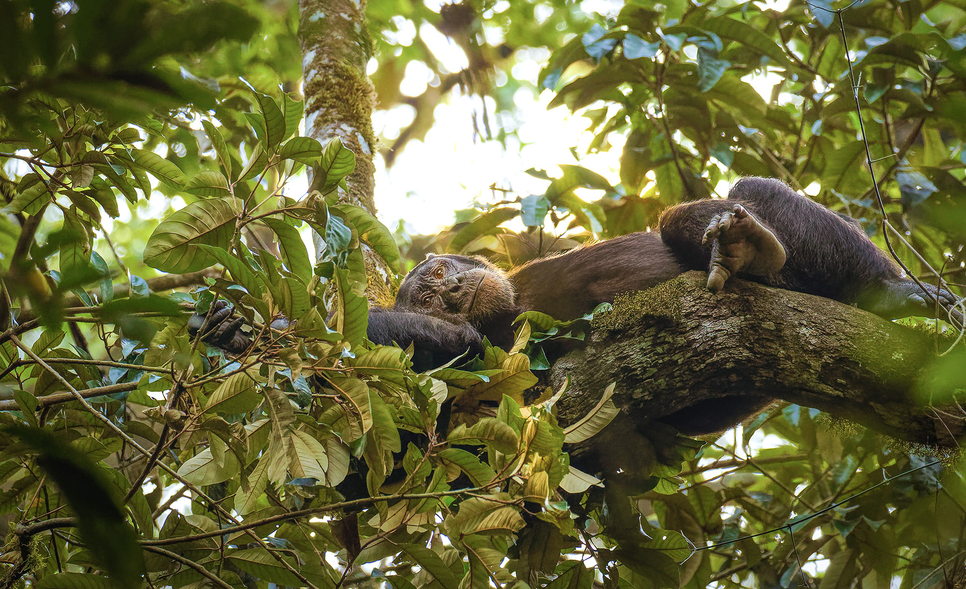 The ecology of Kibale Forest