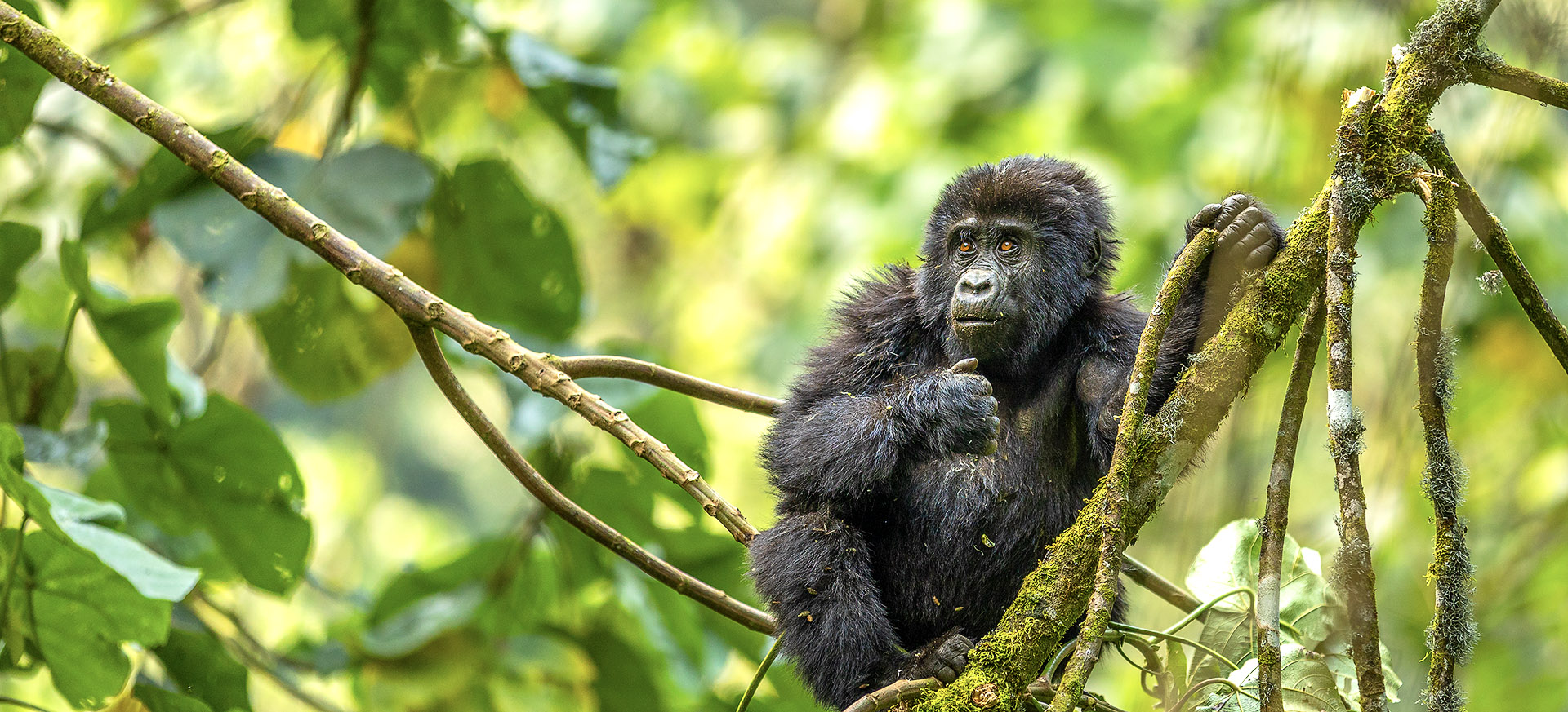 is best for gorillas during Dec-Feb and Jun-Aug