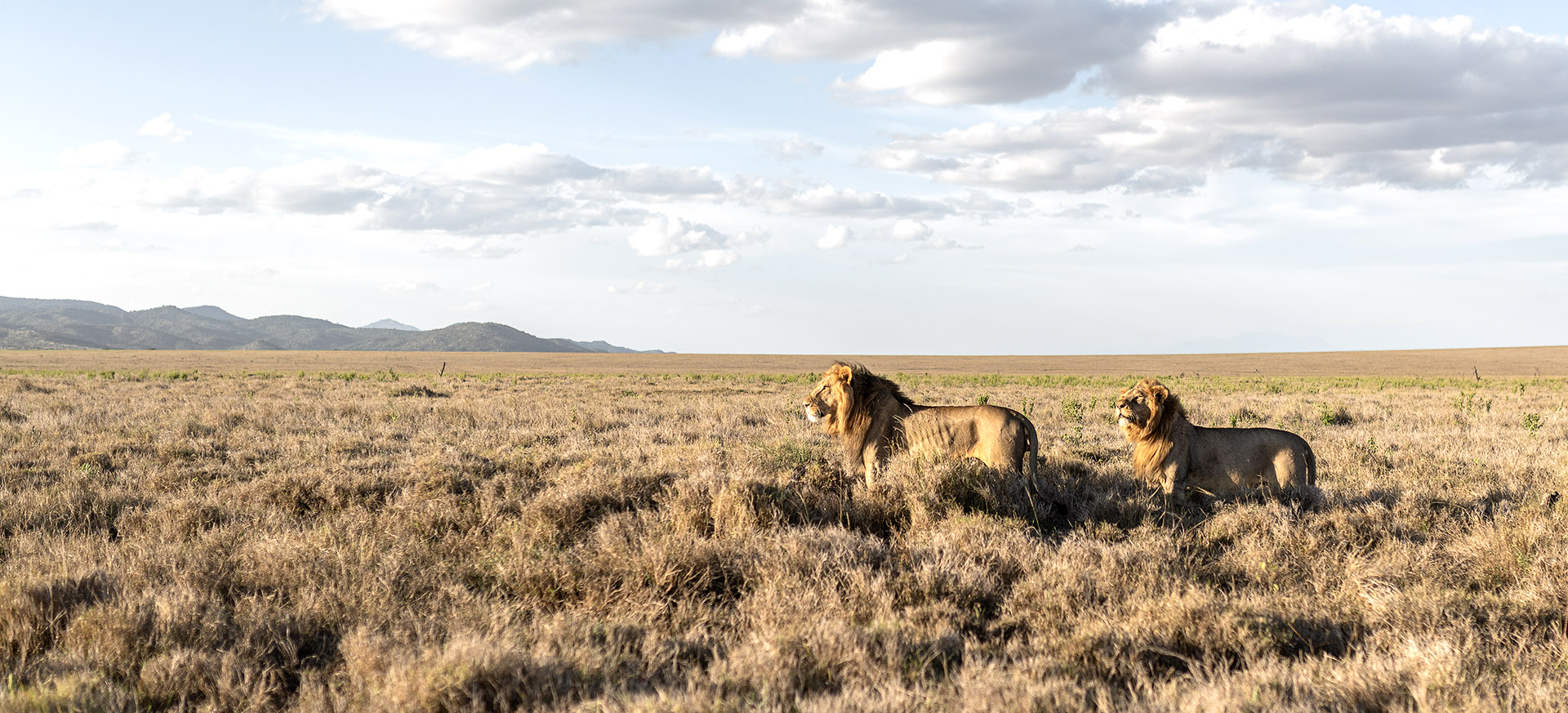 is an area of rewilded cattle ranches, an important conservation buffer zone