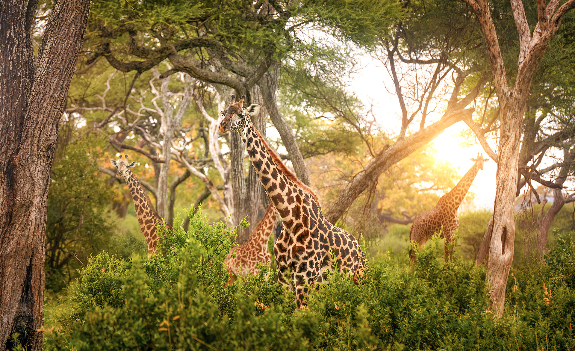 The best time of year for safari in Tarangire