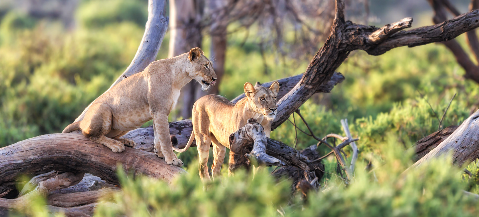 is an historic reserve with diverse wildlife and cultures