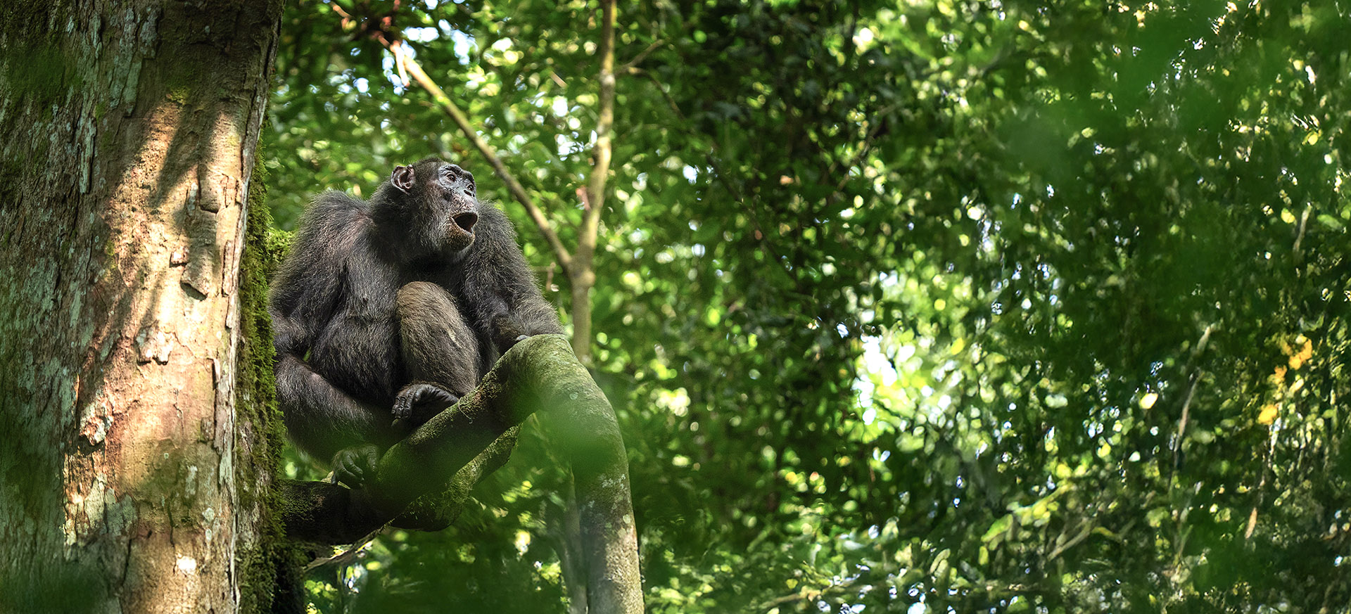 let us know your thoughts about Uganda and we will help you create the perfect trip 