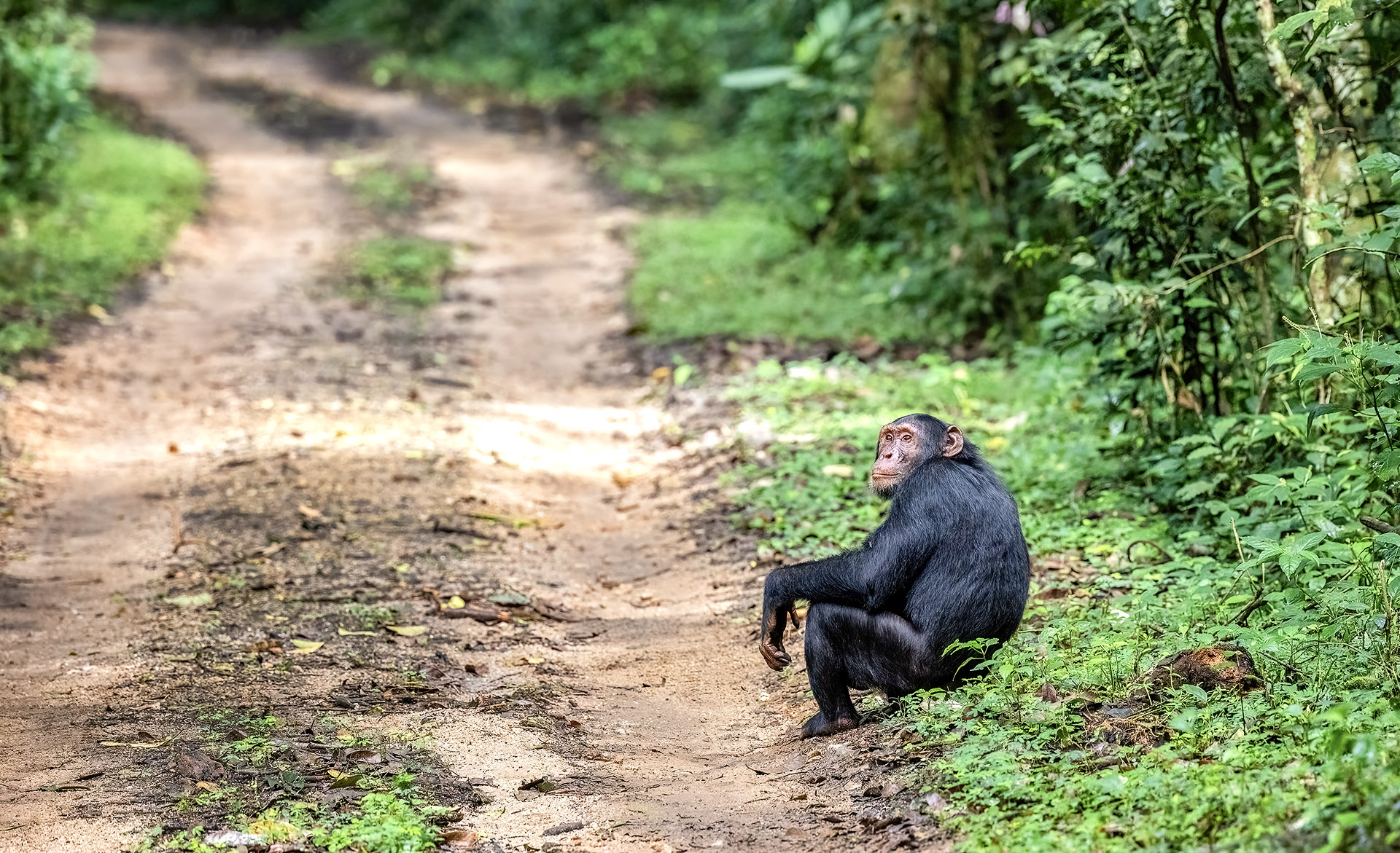 When to go on safari to Kibale Forest