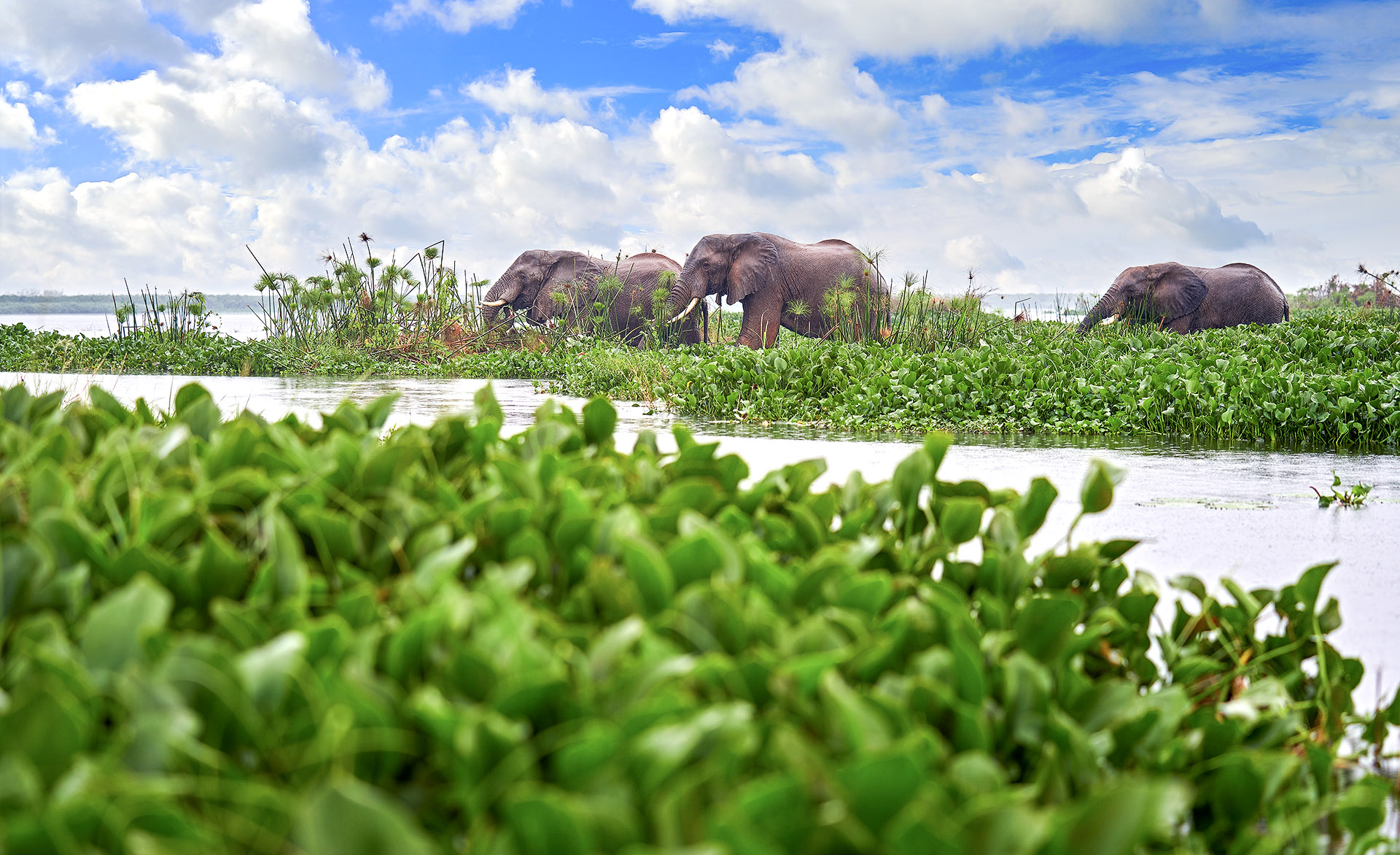 When to go on safari in Murchison Falls