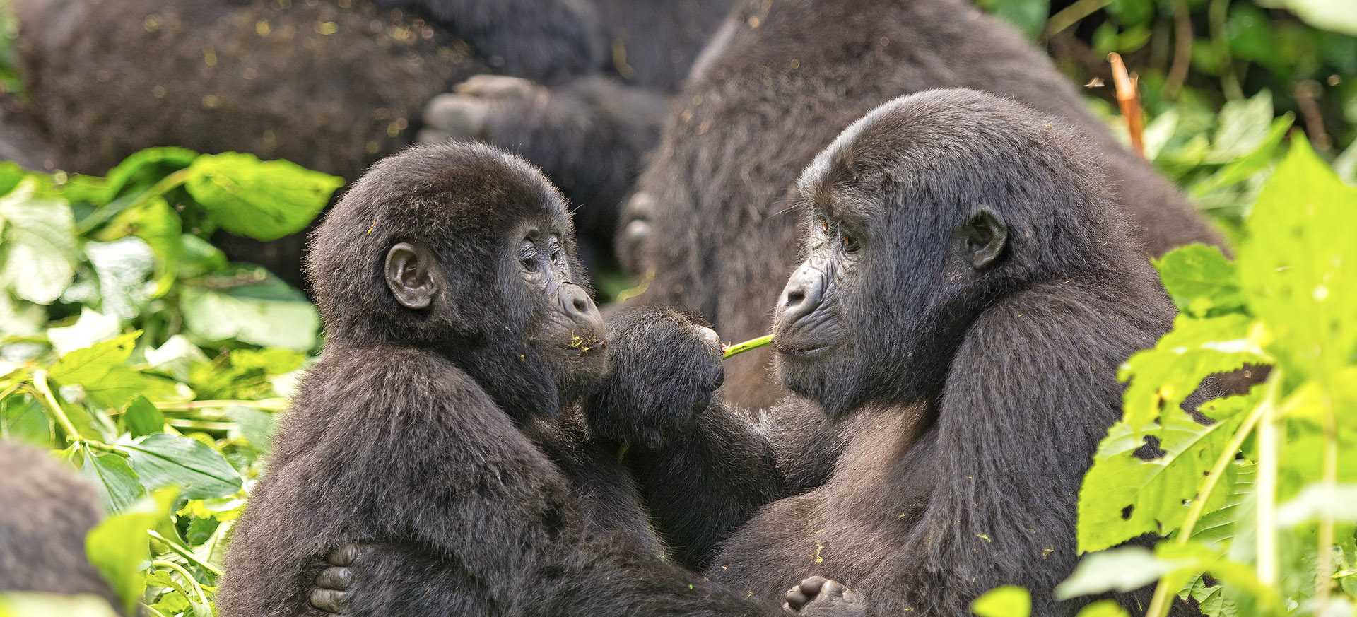 let us know your thoughts about Uganda and we will help you create the perfect trip