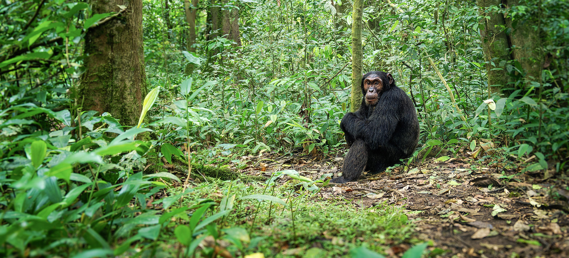 let us know your thoughts about Uganda and we will help you create the perfect trip