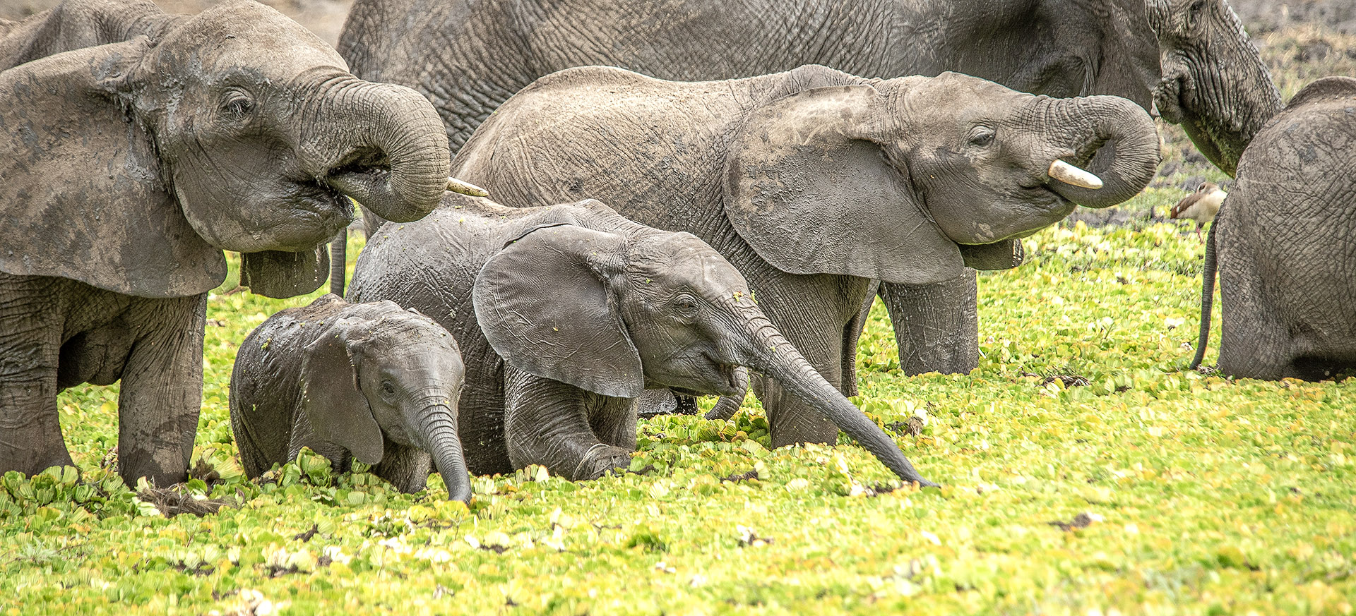 enormous herds of elephants gather along the river