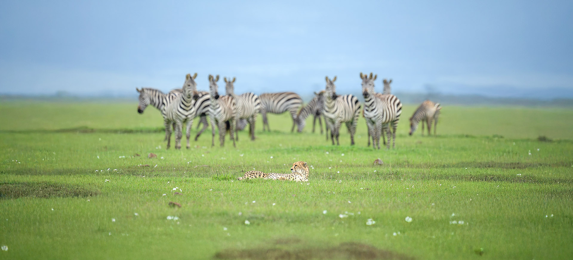 is one of several private areas set up to protect the Maasai Mara