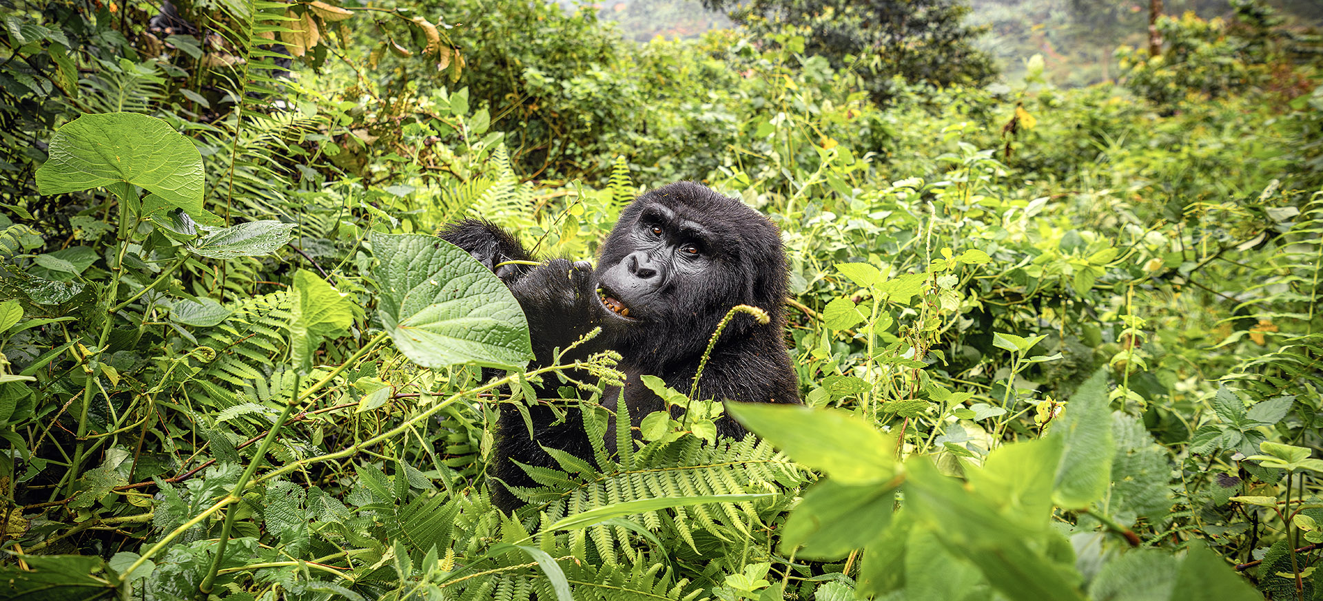 is home to around twenty families of gorillas