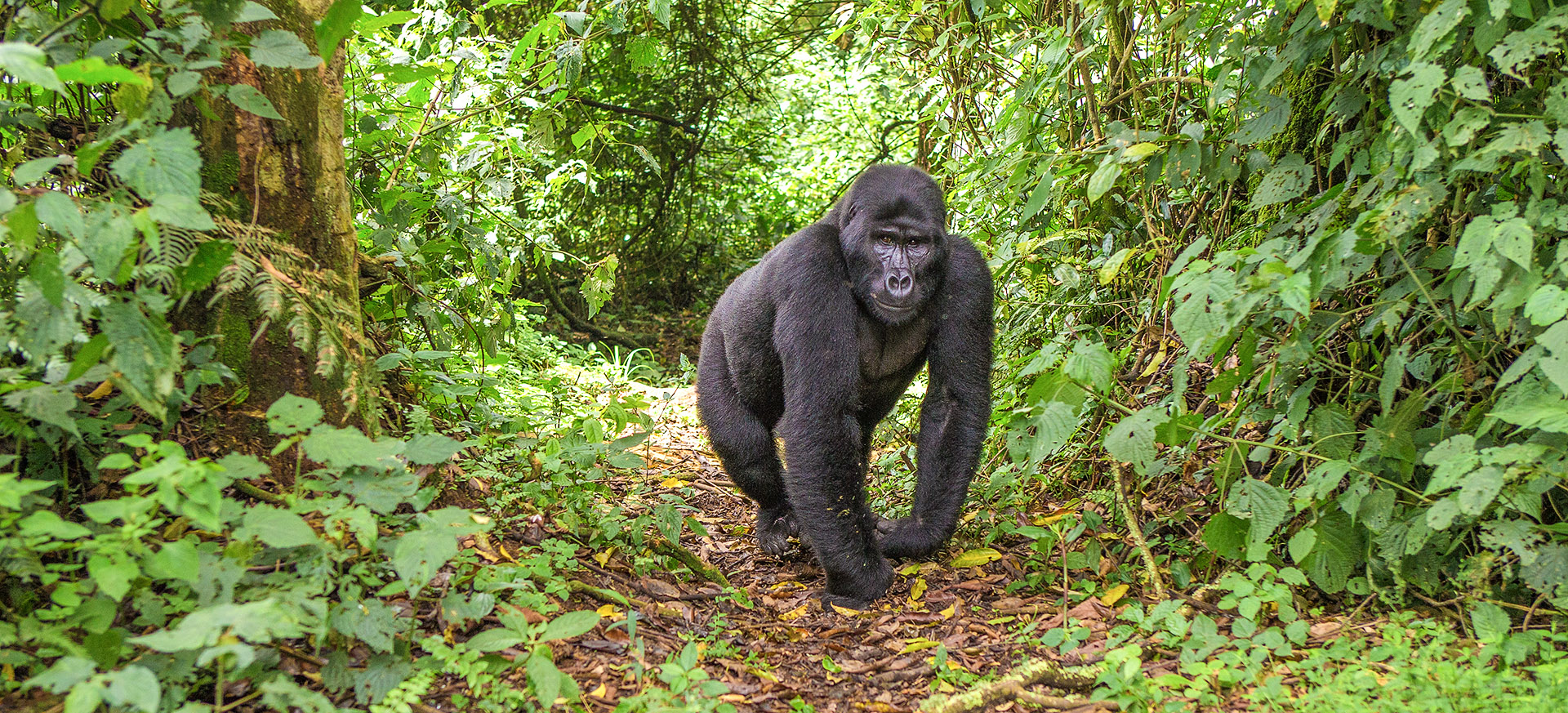 one of the greatest wildlife experiences on the planet
